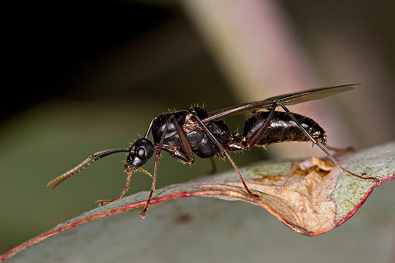 Una hormiga voladora