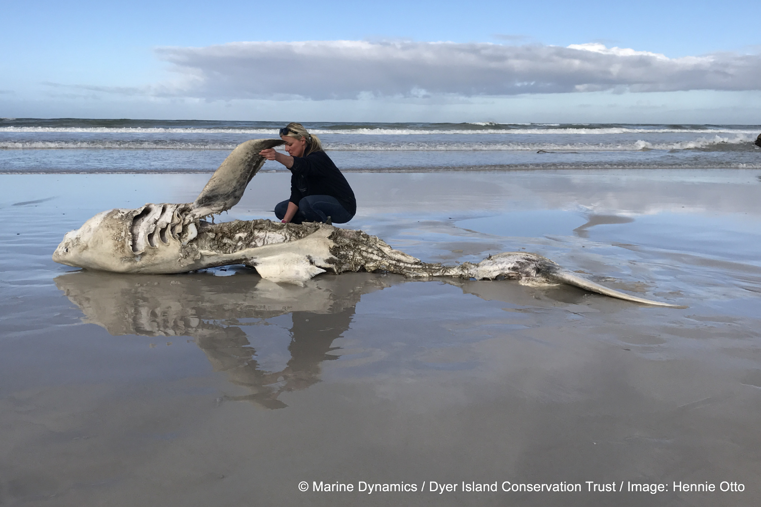 Alison Towner examina el cadáver de un tiburón atacado por las orcas