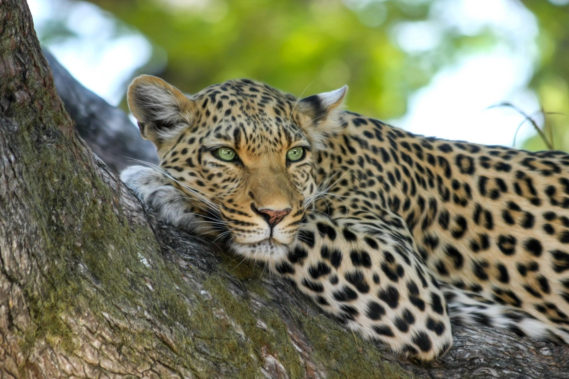 Leopardo encaramado en la rama de un árbol.