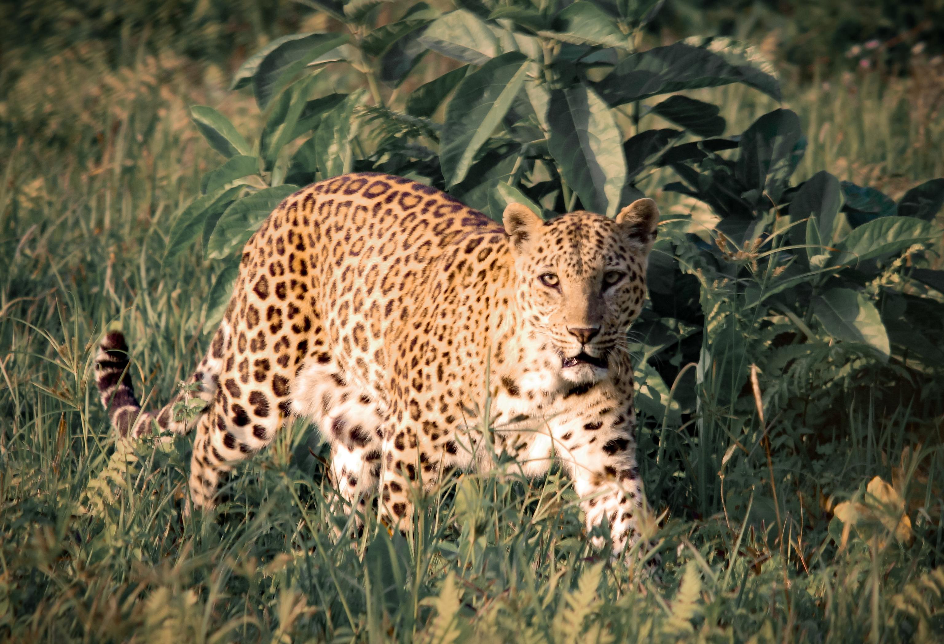 Leopardo, avanzando por la vegetación.