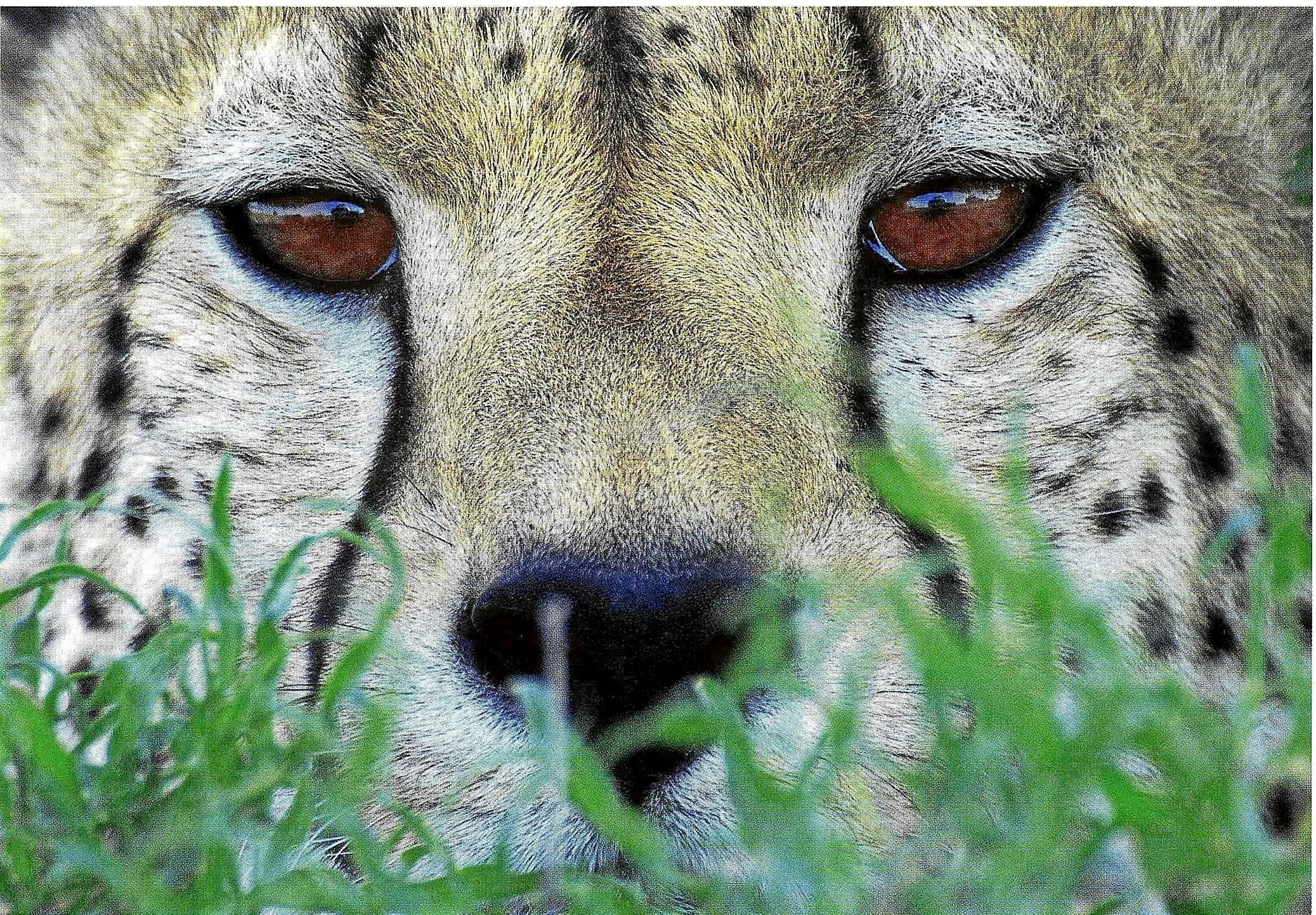 Detalle de los ojos del guepardo en el paisaje de Tanzania.