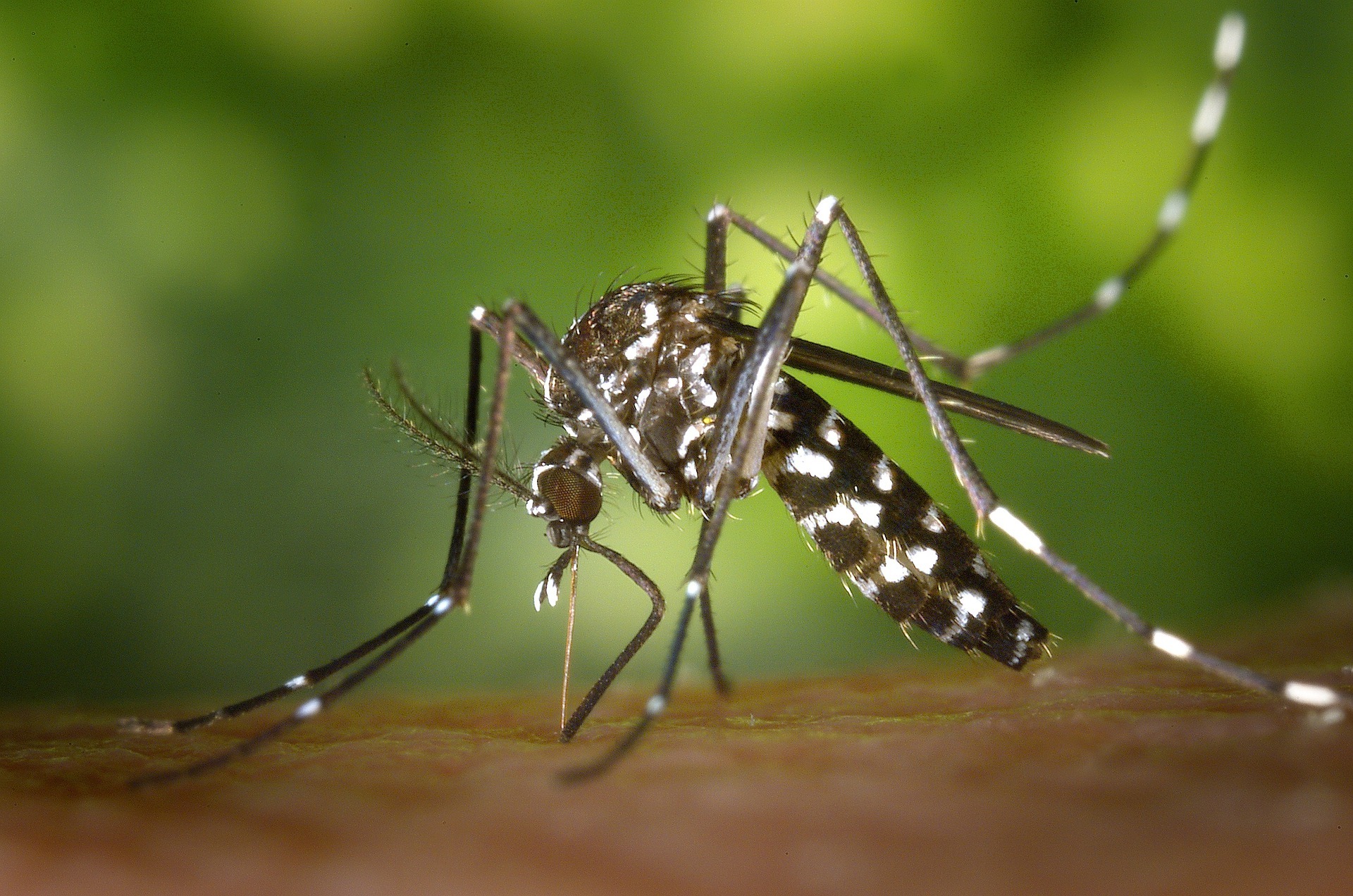"Se calcula que el 80% de focos de mosquito tigre est dentro de nuestras viviendas"