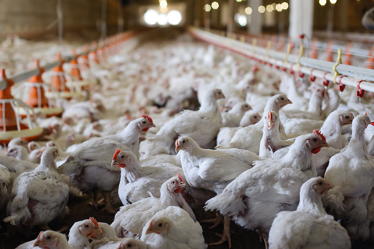 Europa abre las puertas al pollo de Marruecos y pone en pie de guerra a los  granjeros españoles | Economía