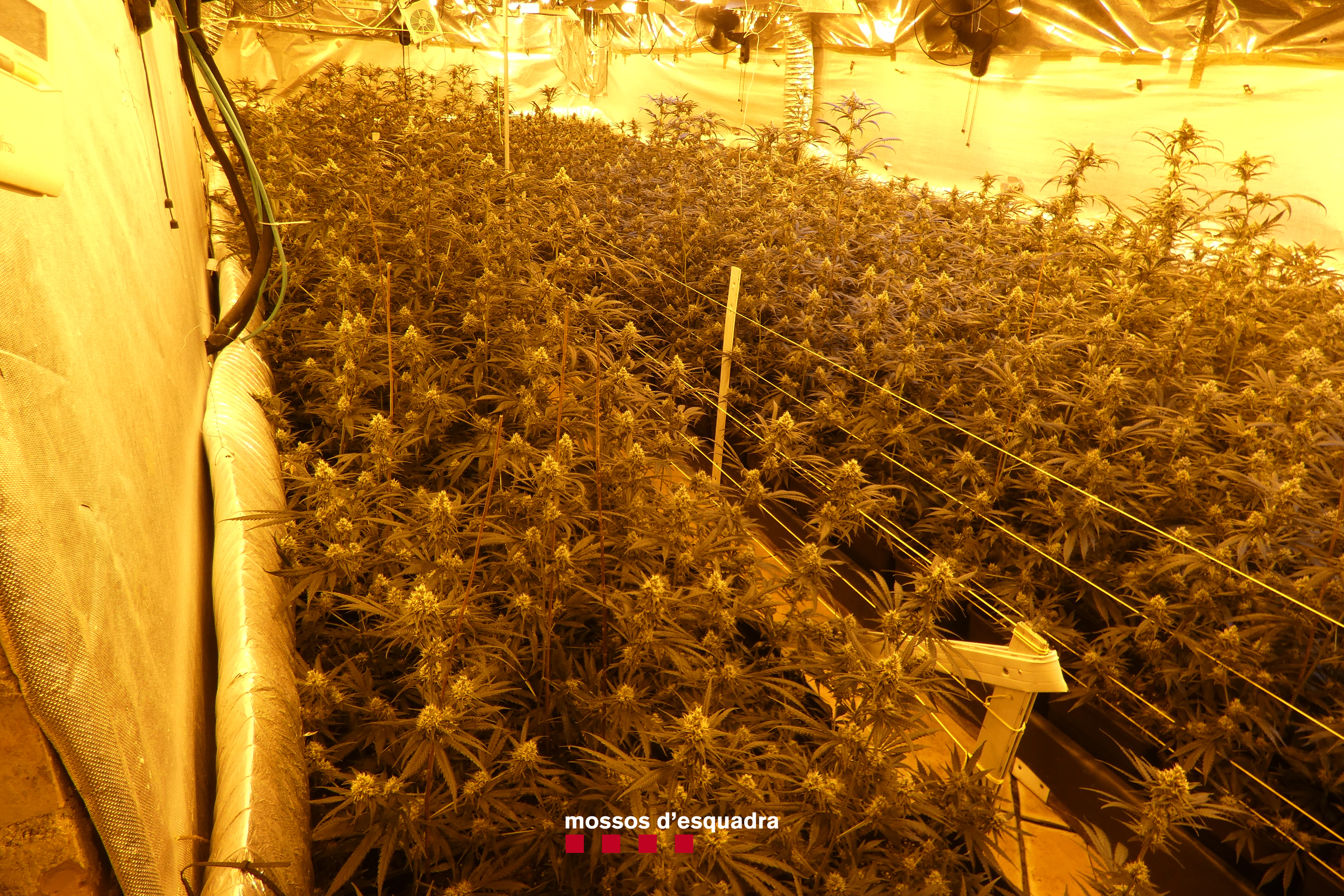 Cae una banda de narcotraficantes que franquiciaba plantaciones de marihuana en casas aisladas