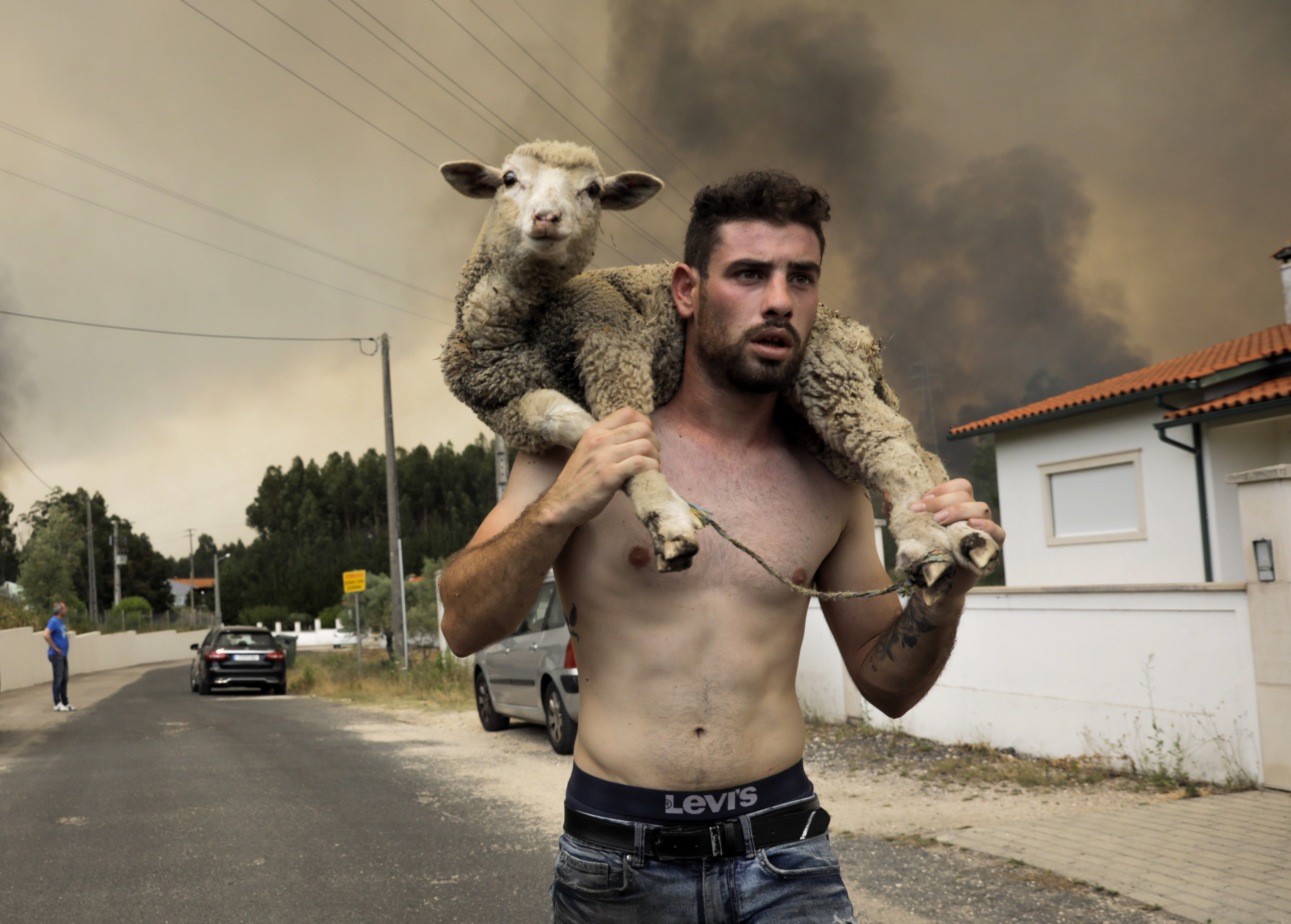 Un hombre rescata a una oveja del fuego en Boa Vista.