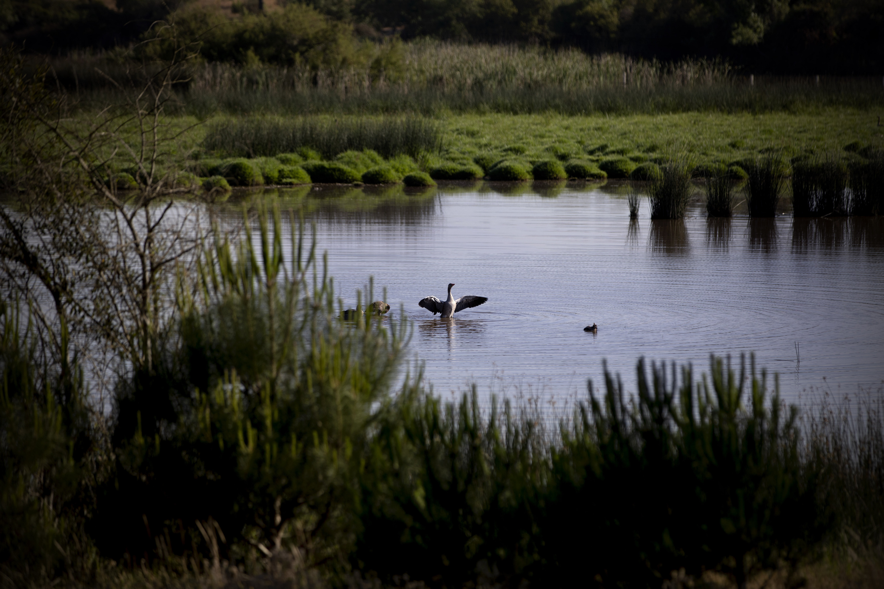 Un nade emprende el vuelo desde una de las lagunas que no se han secado todava en el Parque Nacional de Doana, declarado Patrimonio de la Humanidad.