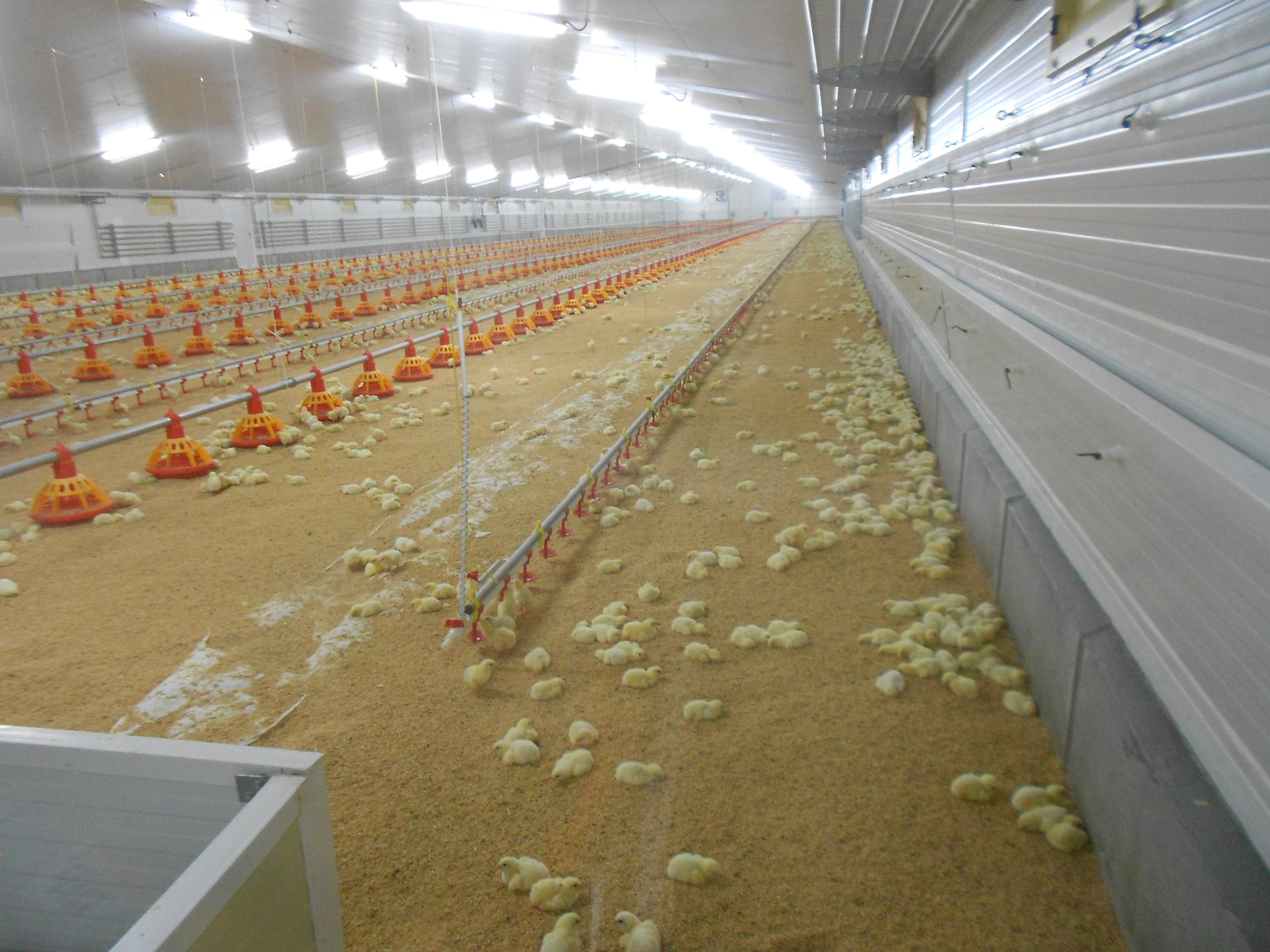 Una granja de pollos ubicada en la provincia de Castellón.