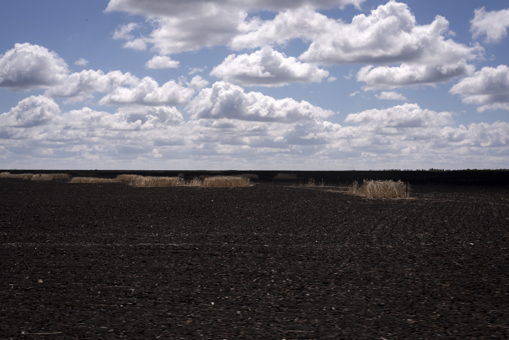 Campo de trigo calcinado, cerca de la línea del frente.