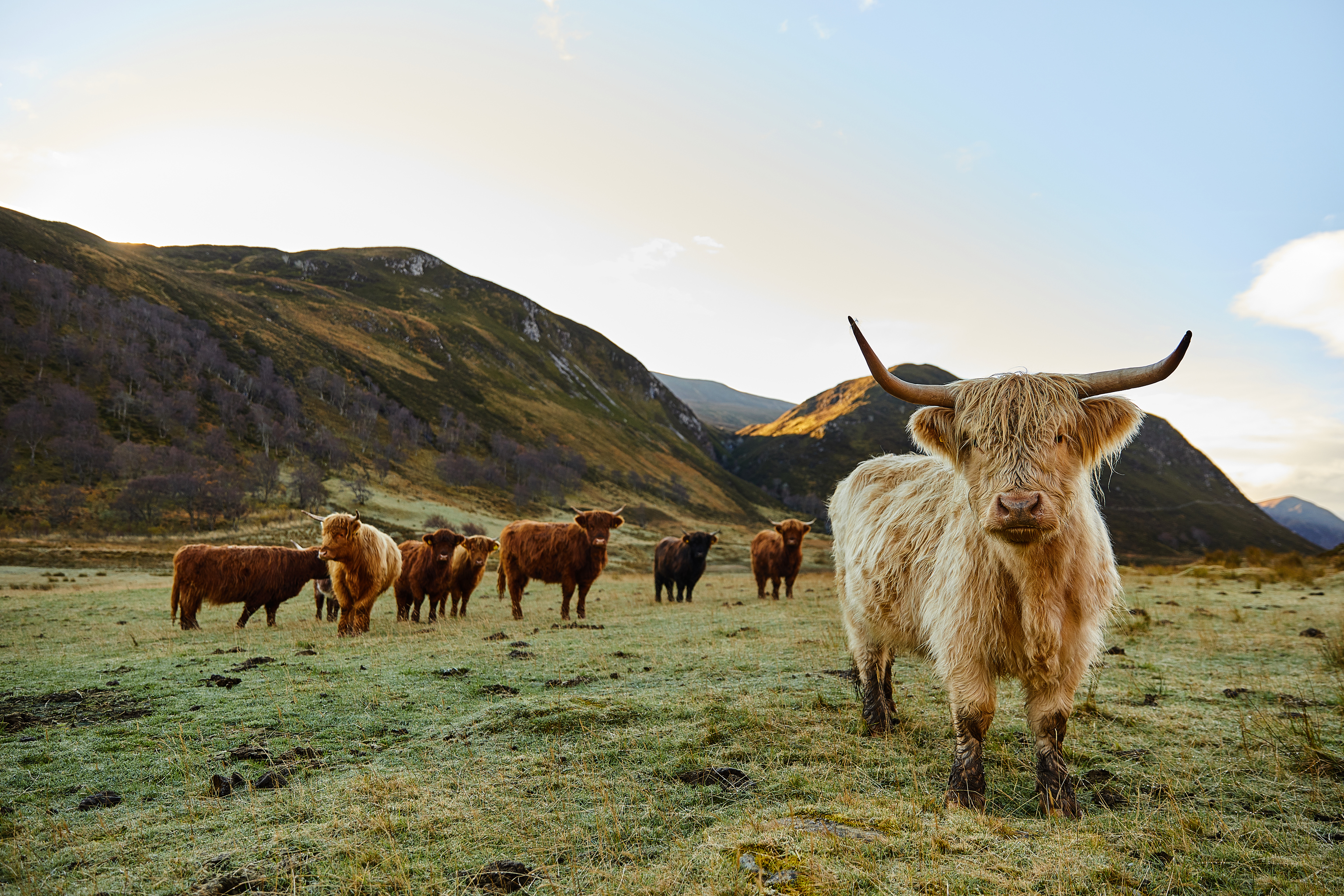 Las características vacas de las Highlands.