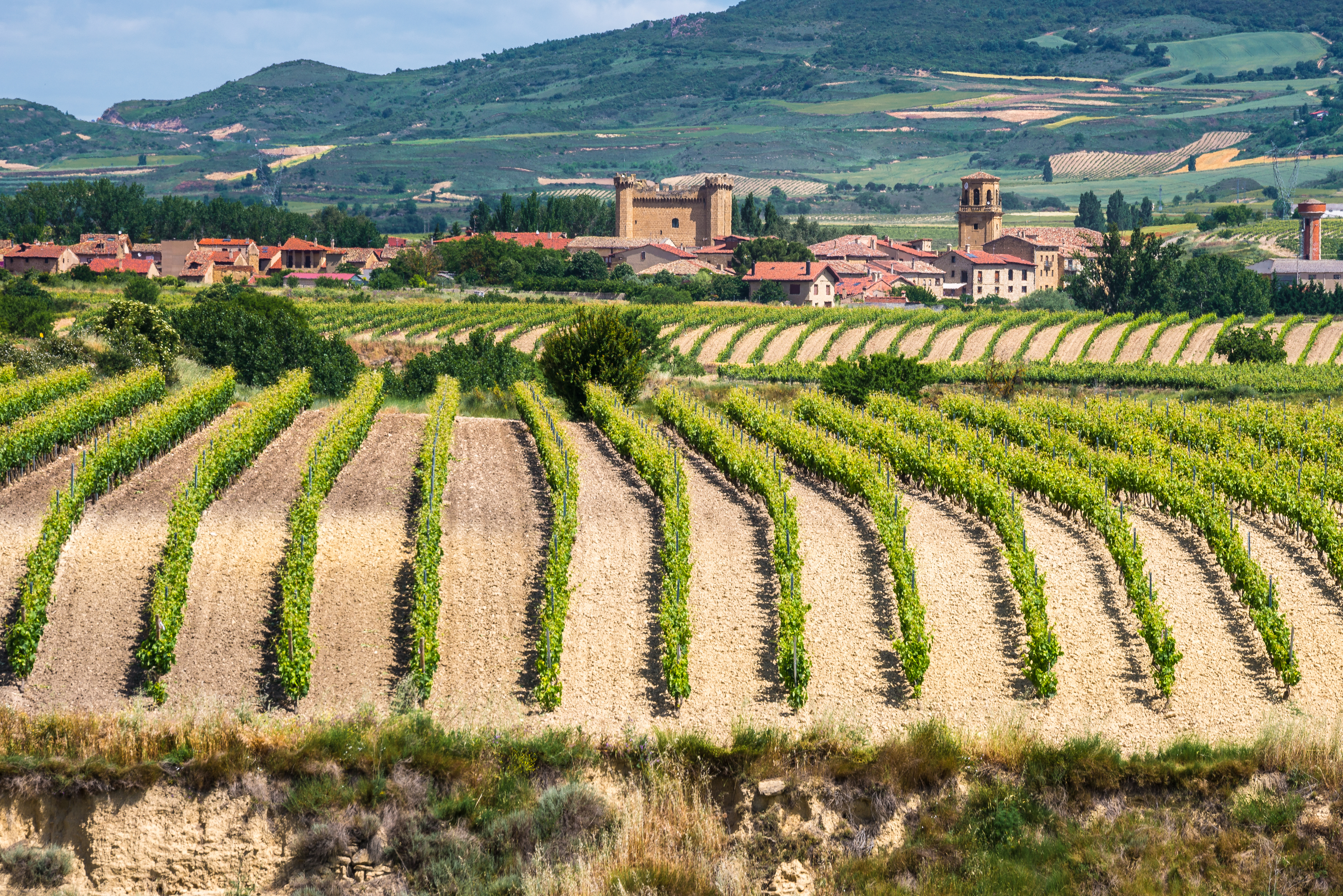Los viñedos de Sajazarra, en La Rioja Alta.