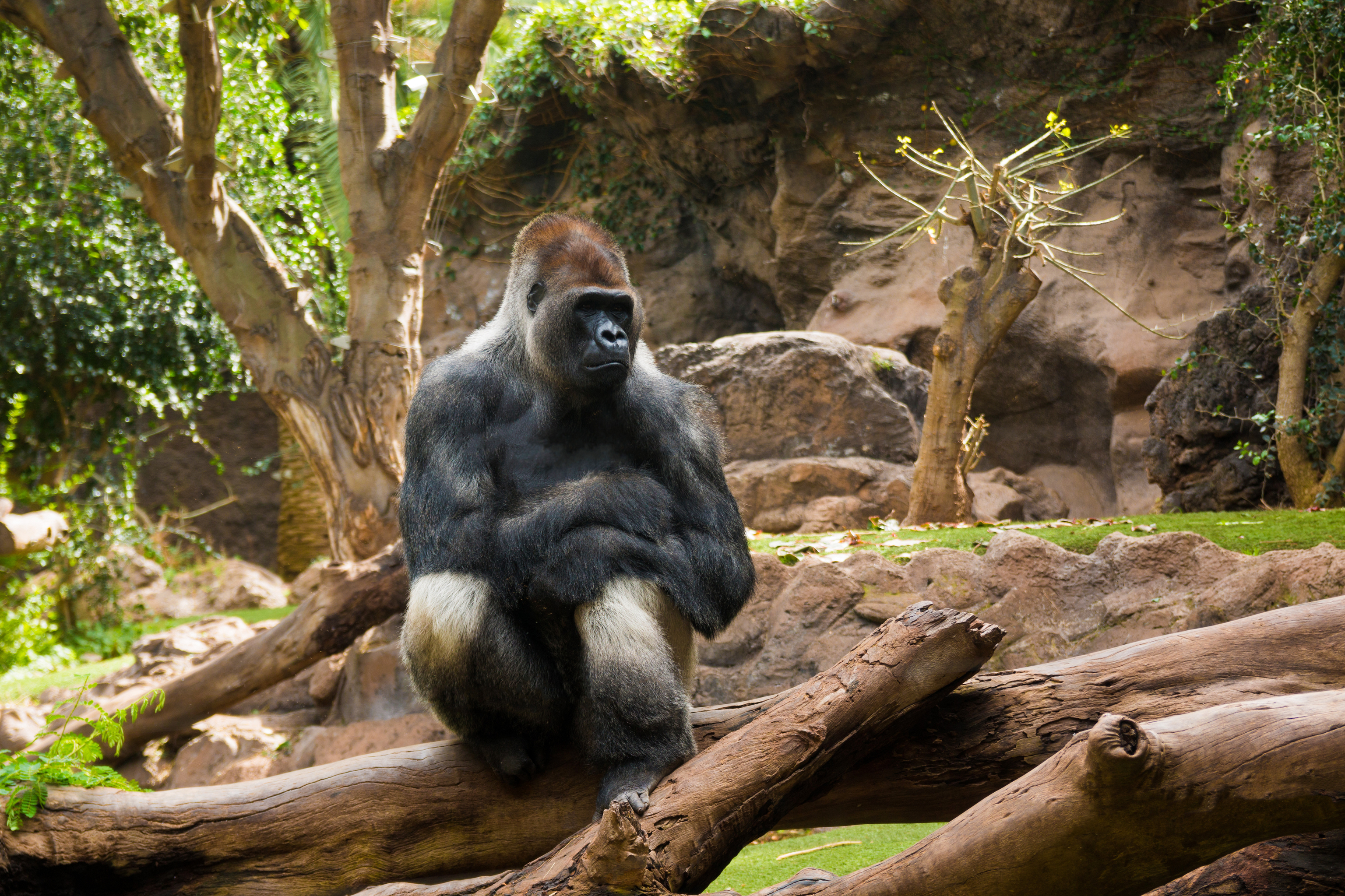 Un gorila en el Loro Parque.