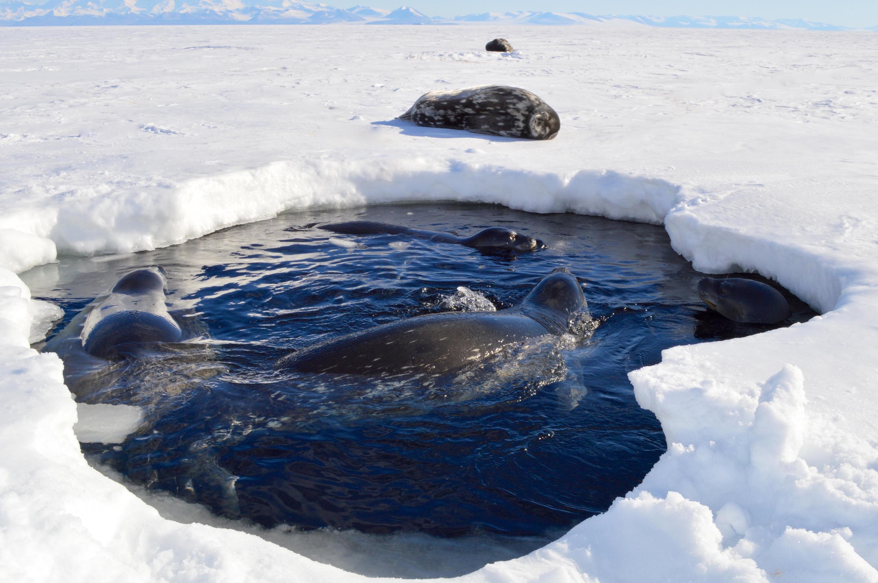 Focas de Weddell en un agujero en el hielo en la Antártida, a punto de sumergirse.