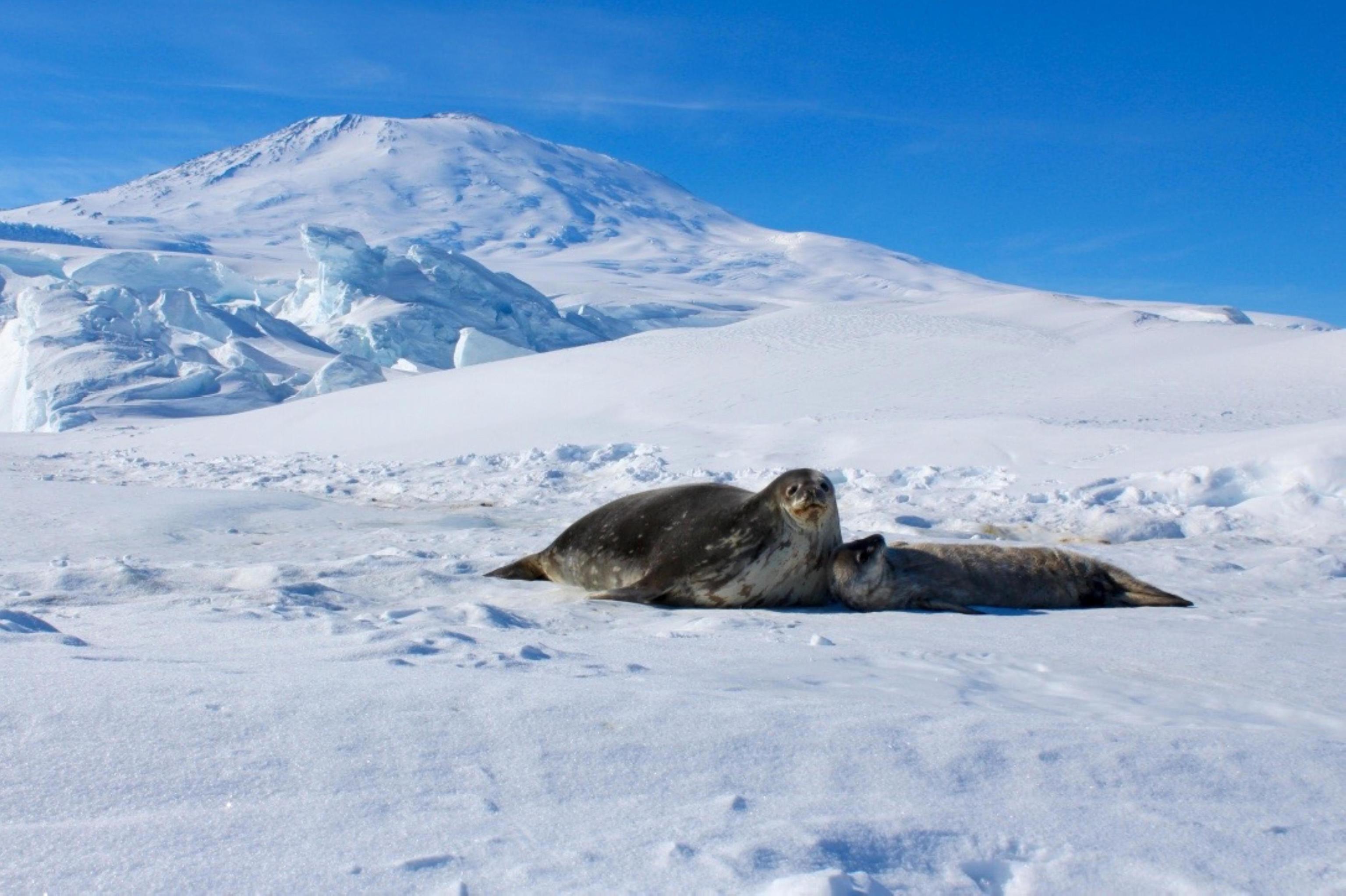 Esta foca sólo vive en la Antártida