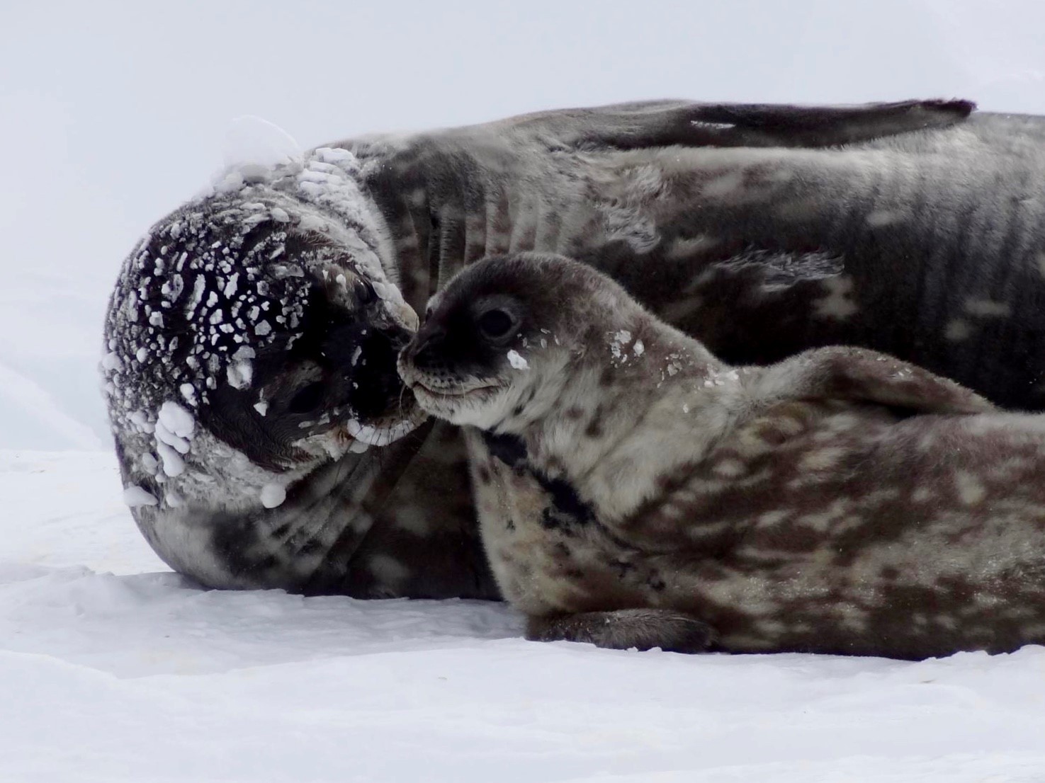Una foca junto a su cría