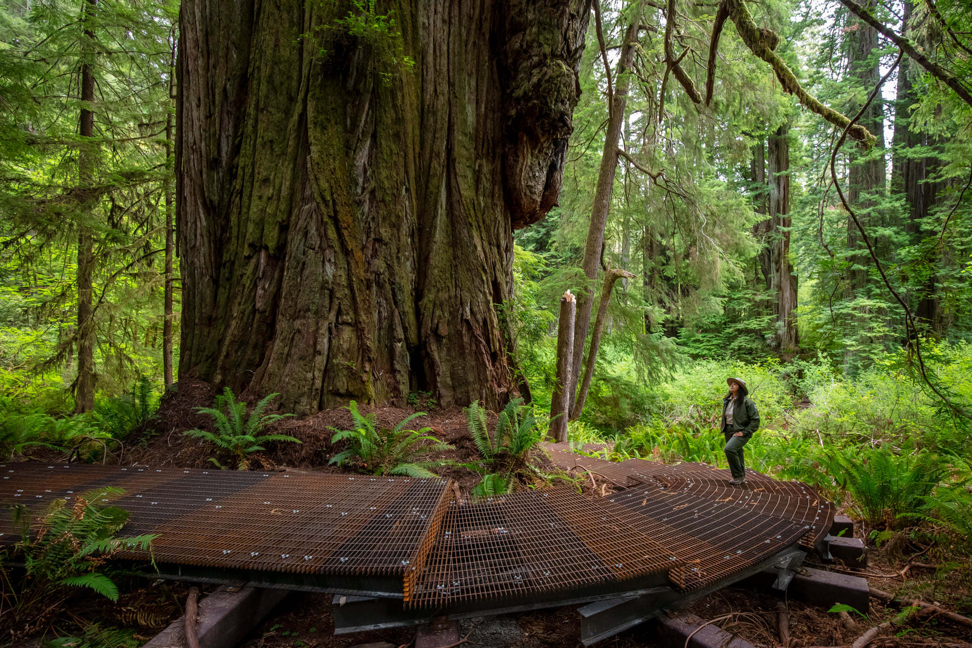 Parque Nacional de Redwood