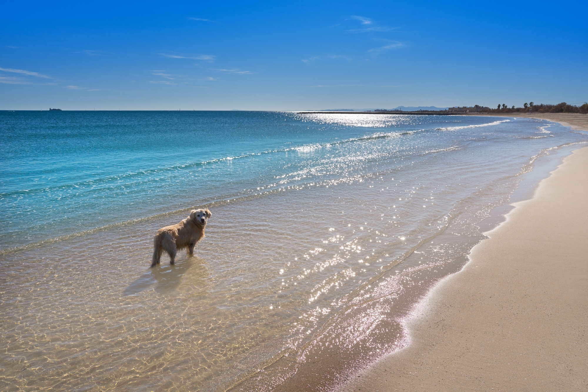 Playa de perros de Pinedo.