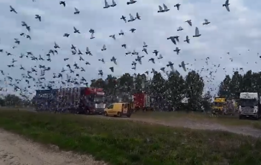 Una suelta de palomas mensajeras
