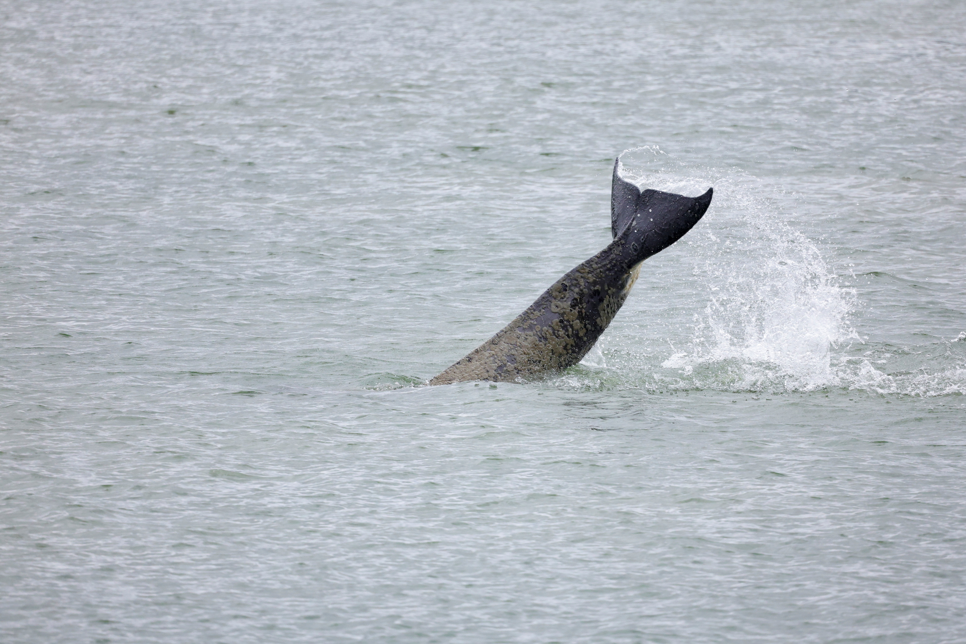 Avistada una ballena beluga desorientada y hambrienta en el río Sena