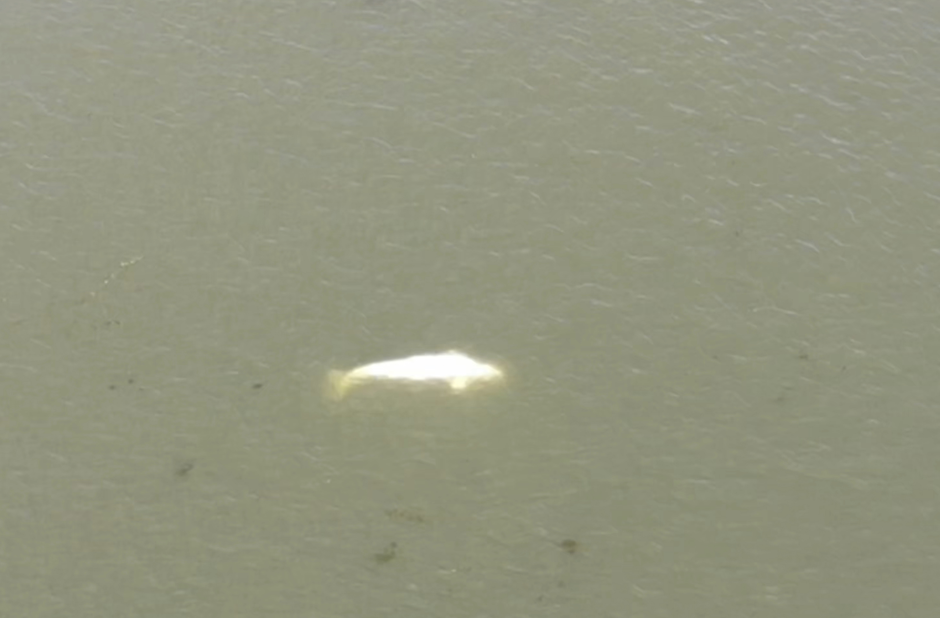 La ballena beluga en el río Sena, en Francia.
