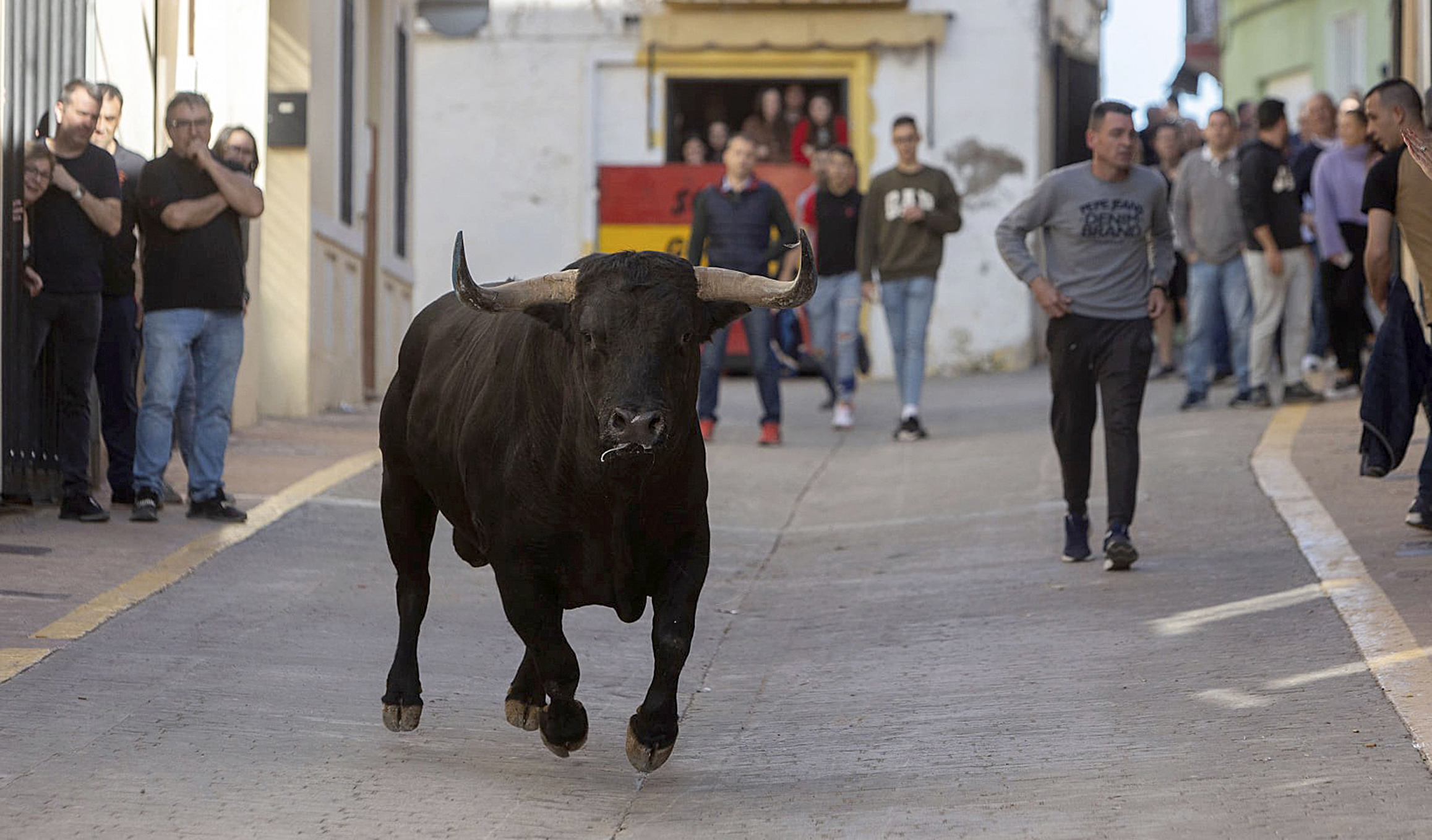 Toro por las calles durante uno de los ms de 4.000 festejos realizados este ao en la Comunidad Valenciana.