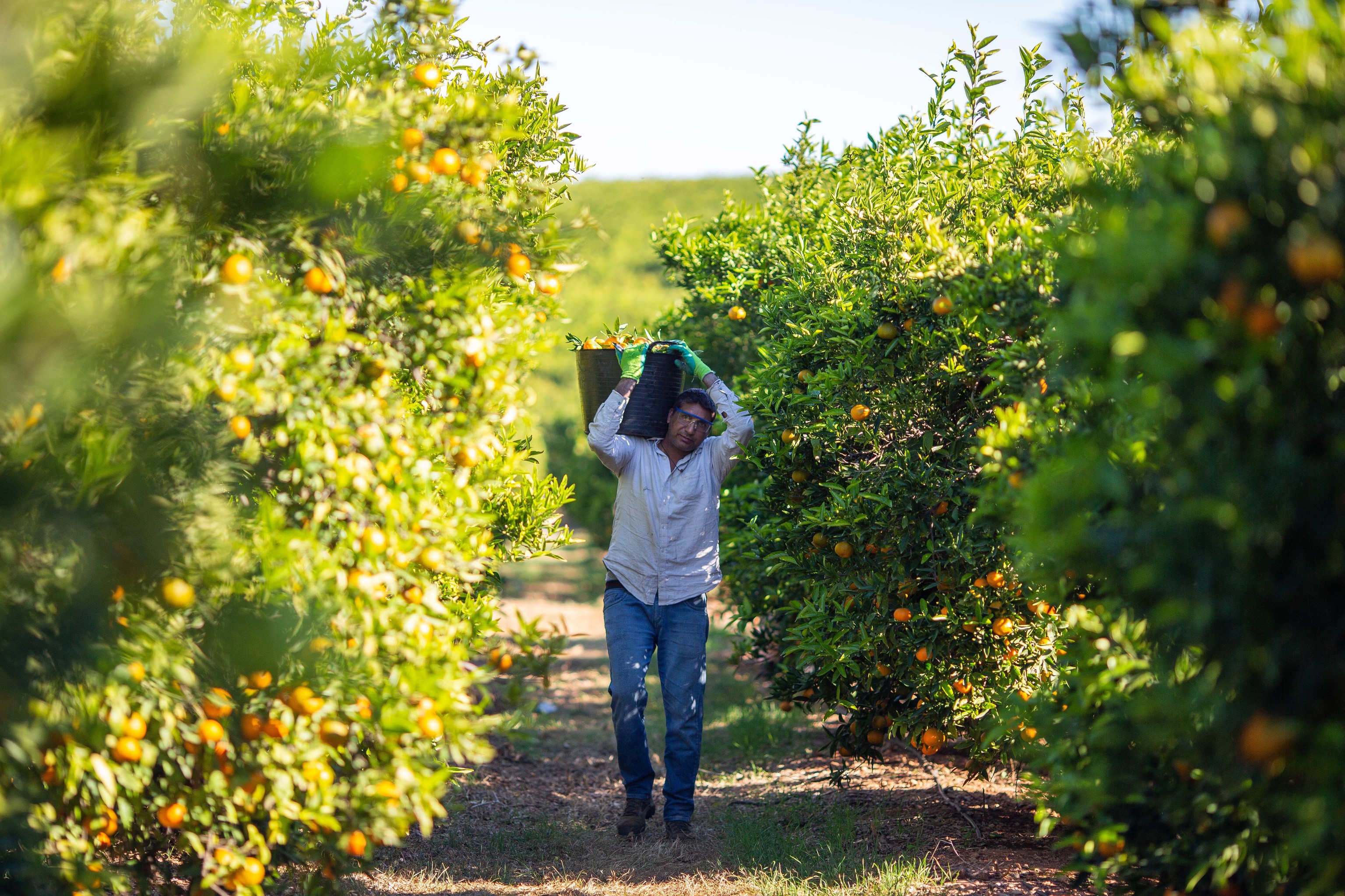 Un 'collidor' recolecta mandarinas en una plantación de Castellón.
