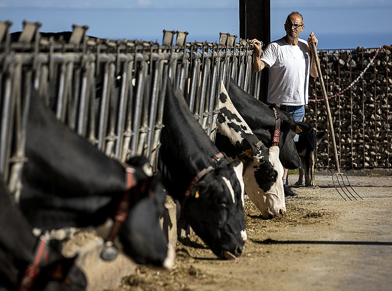 «Hemos sacrificado 30 vacas porque nos pagan más por su carne que por la leche»
