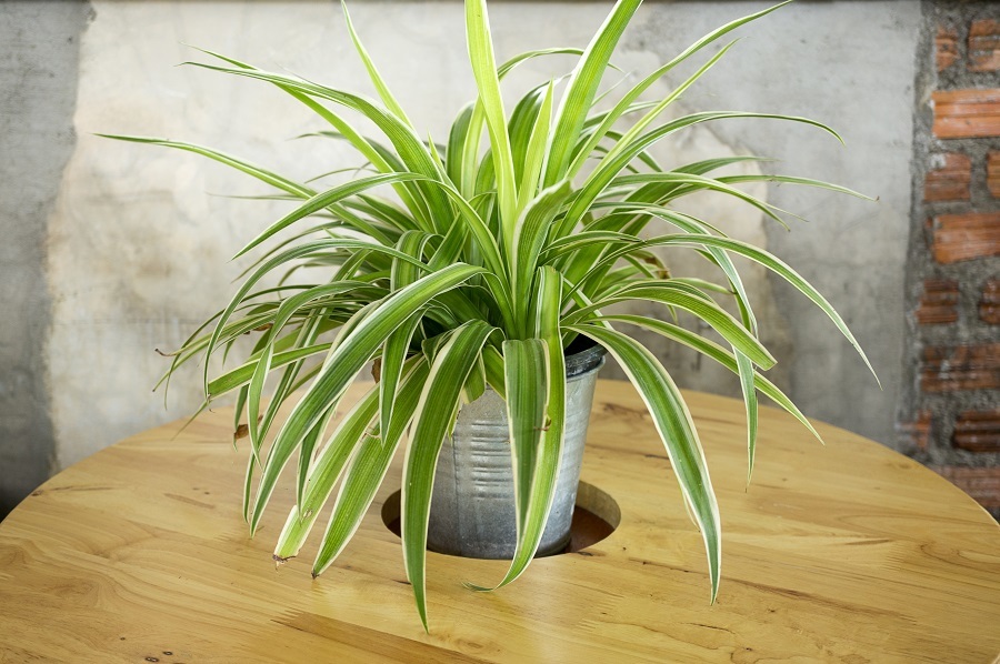 ALT: Cinta, una planta resistente para principiantes que absorbe el calor y baja la temperatura