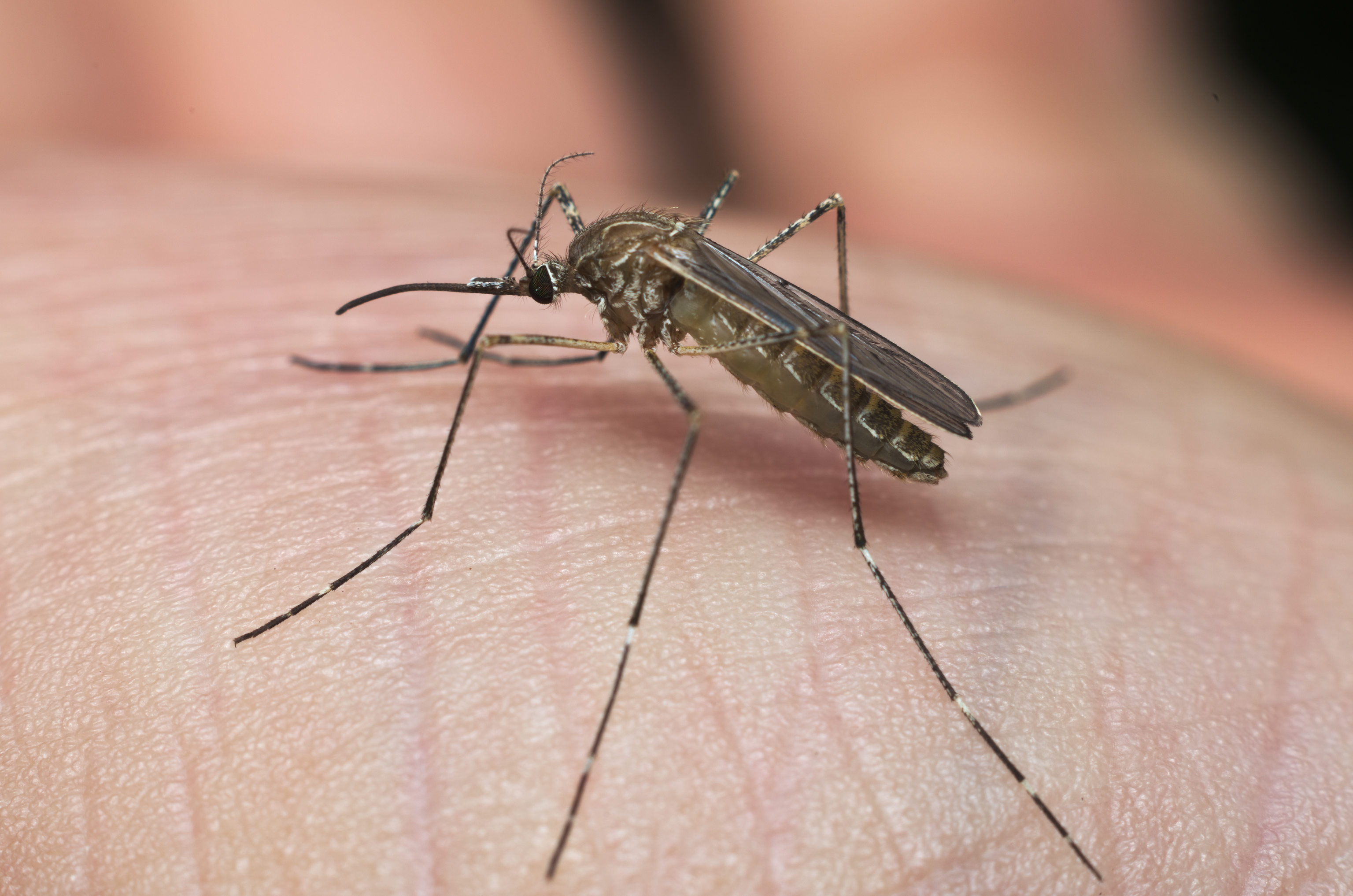 Ejemplar del mosquito 'Culens pipiens', común en la península.