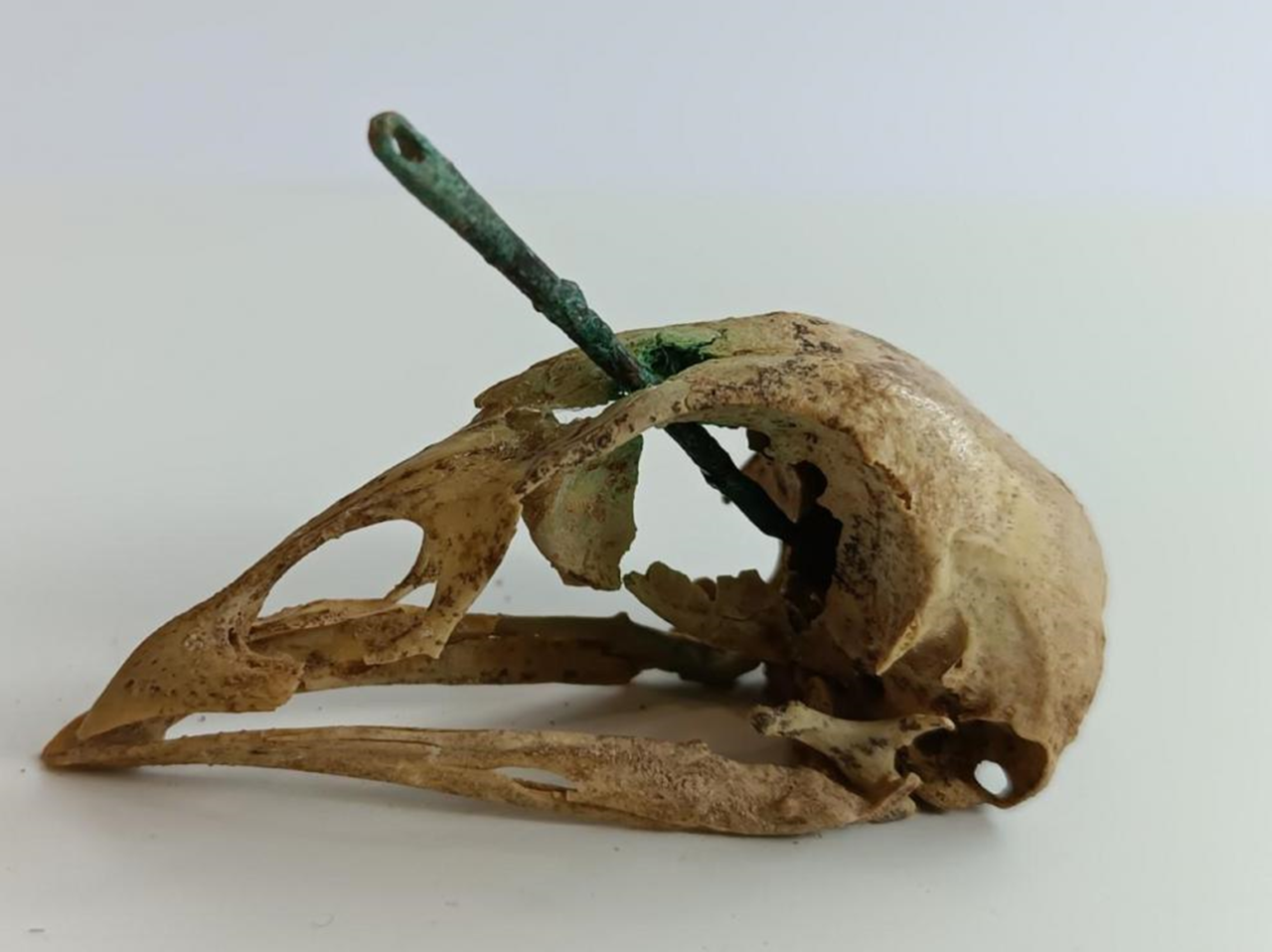 Cráneo de una gallina atravesada por una aguja.