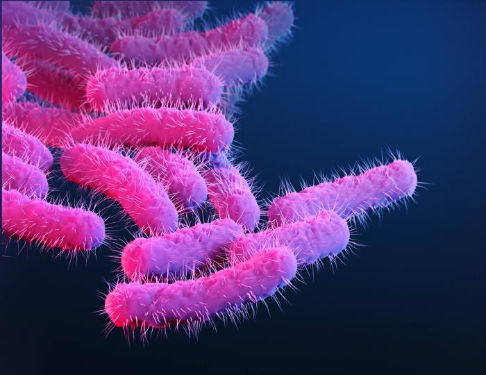 Ilustracin de bacterias del gnero 'Shigella' resistentes a los antibiticos.