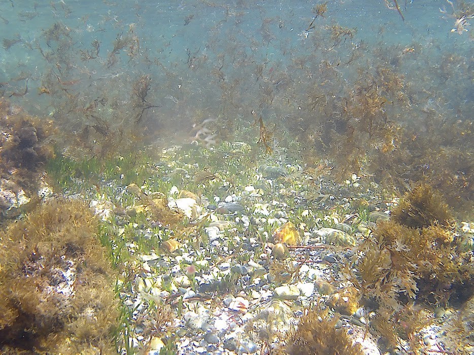 una pradera submarina entre Cdiz y Mlaga de 'Cymodosea Nodosa', tras la invasin de alga asitica.