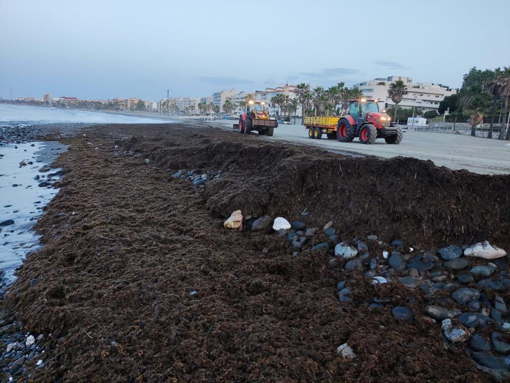 Recogida de algas en Estepona (Mlaga)