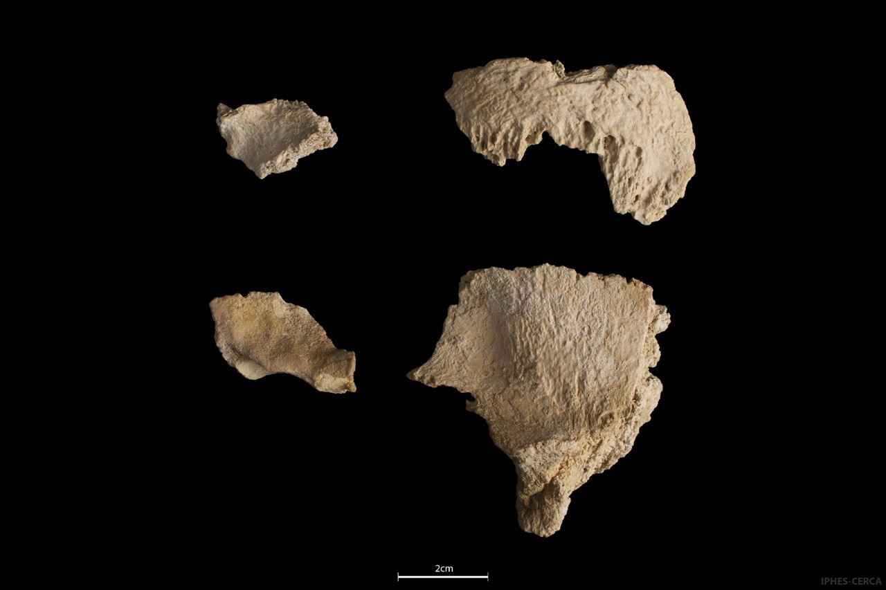 Restos parciales del cráneo de Neandertal de 60.000 años recuperado en el yacimiento delAbric Romaní.