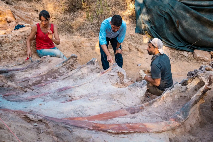 La excavacin en el yacimiento paleontolgico de Monte Agudo, en Pombal