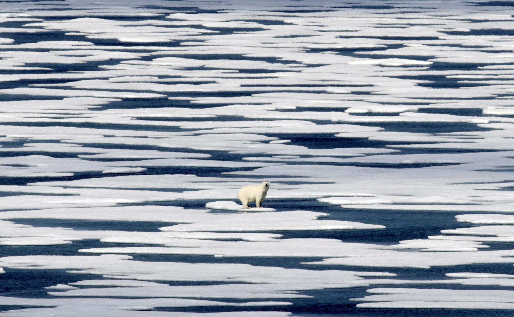 Un oso polar, en el Archipiélago Ártico Canadiense.