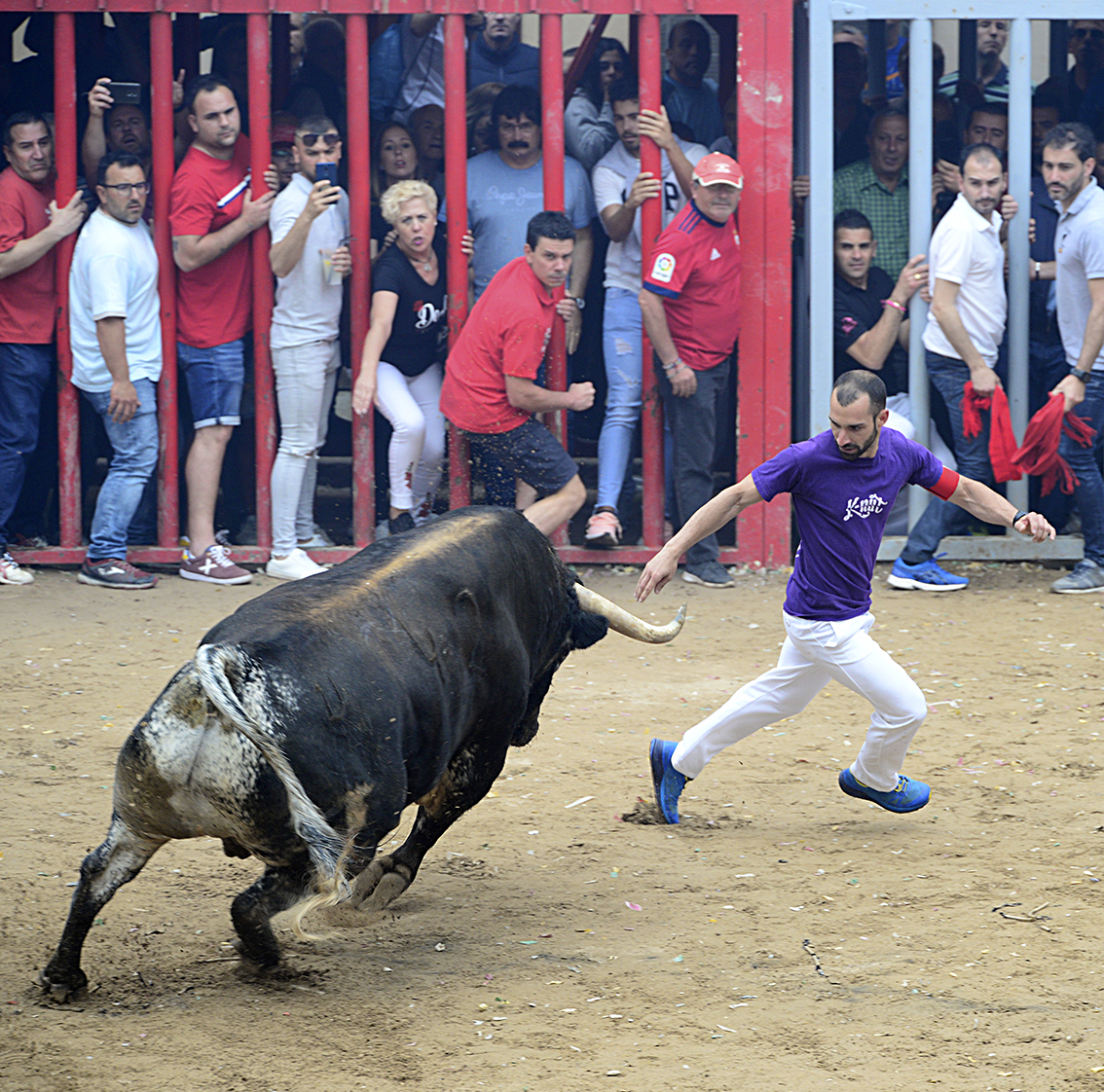 Una exhibicin de 'bou al carrer' en la provincia de Castelln.