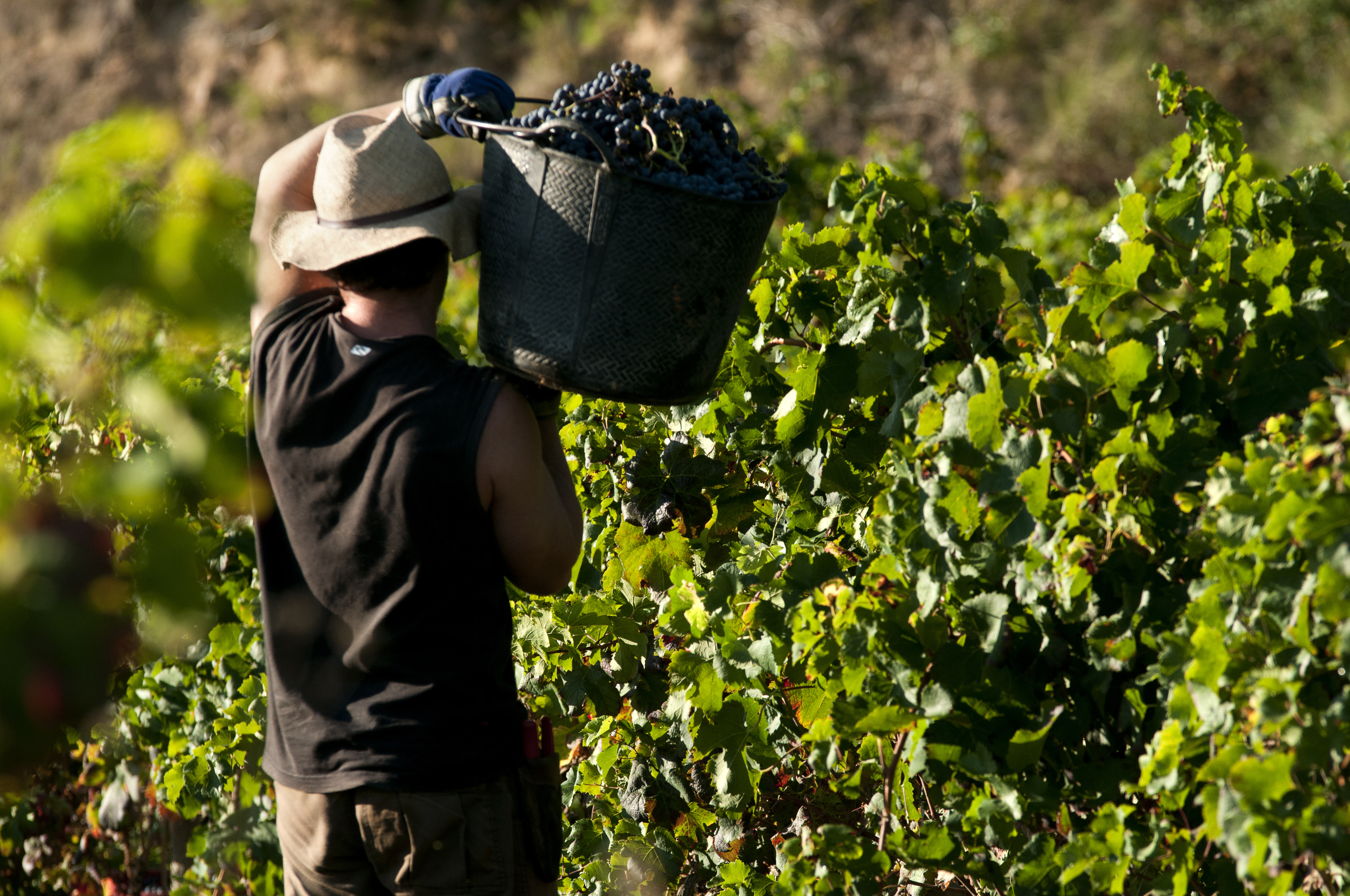 La vendimia es el momento culminante del vino: ¿por qué es tan importante este sector en nuestro país?