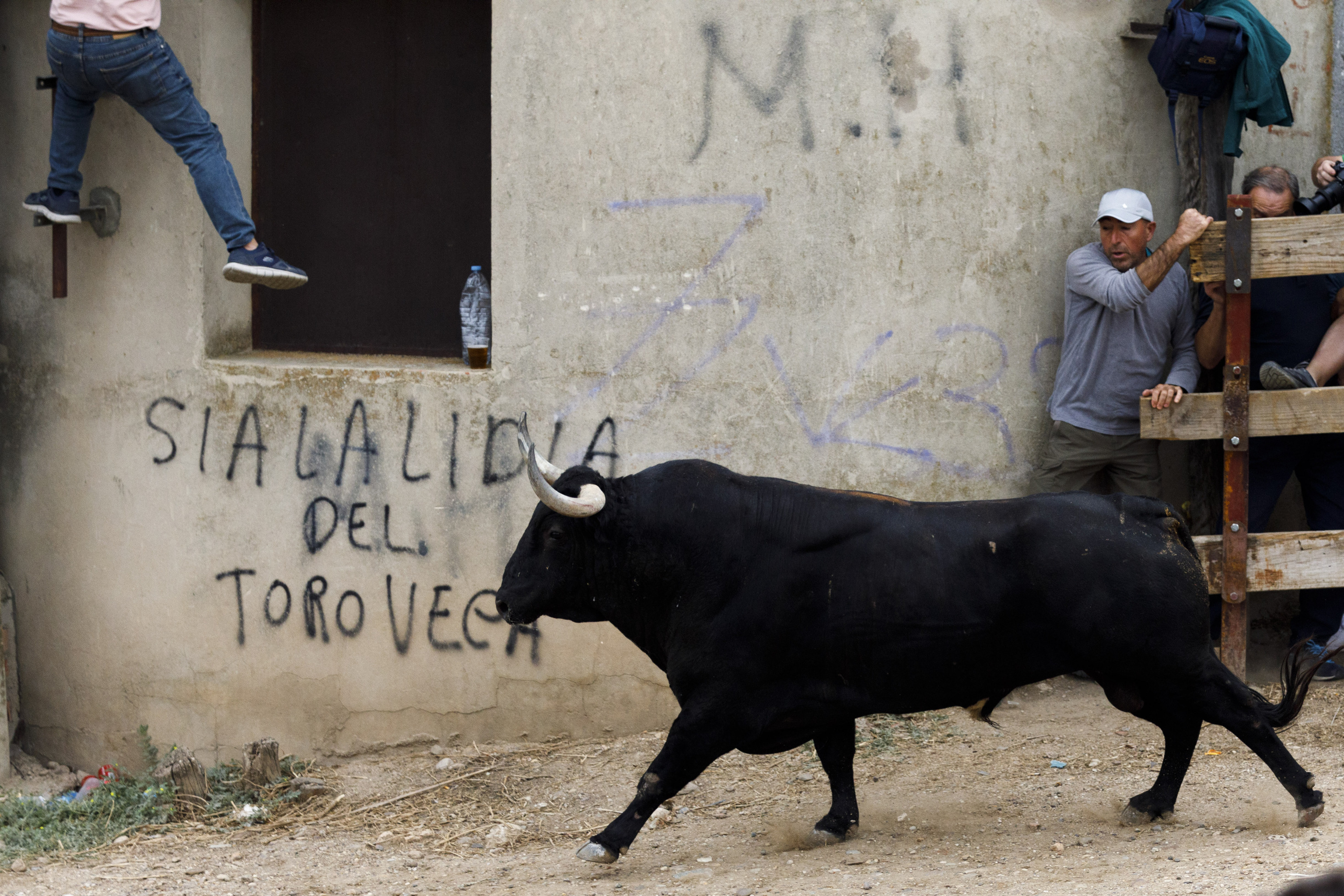 El toro de Manjar, durante el encierro, por las calles de la ciudad de Tordesillas.