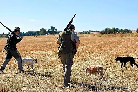 Dos cazadores con un grupo de perros.
