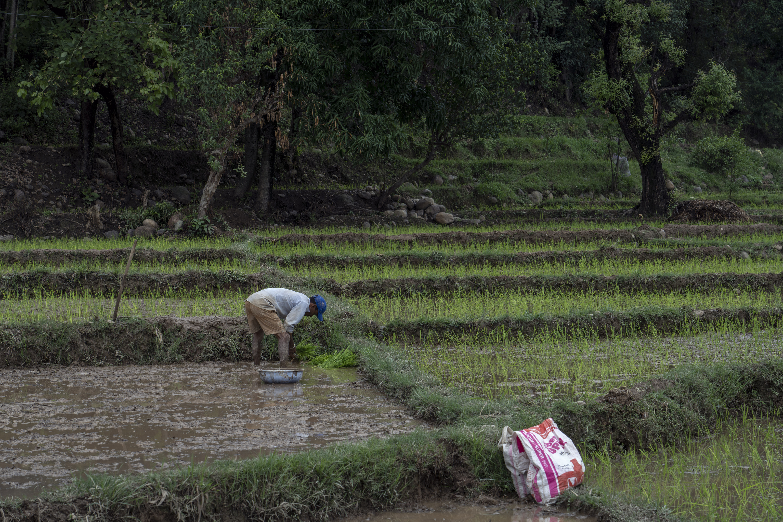 Un hombre trabaja en una plantacin de arroz en Dharmsala, India.