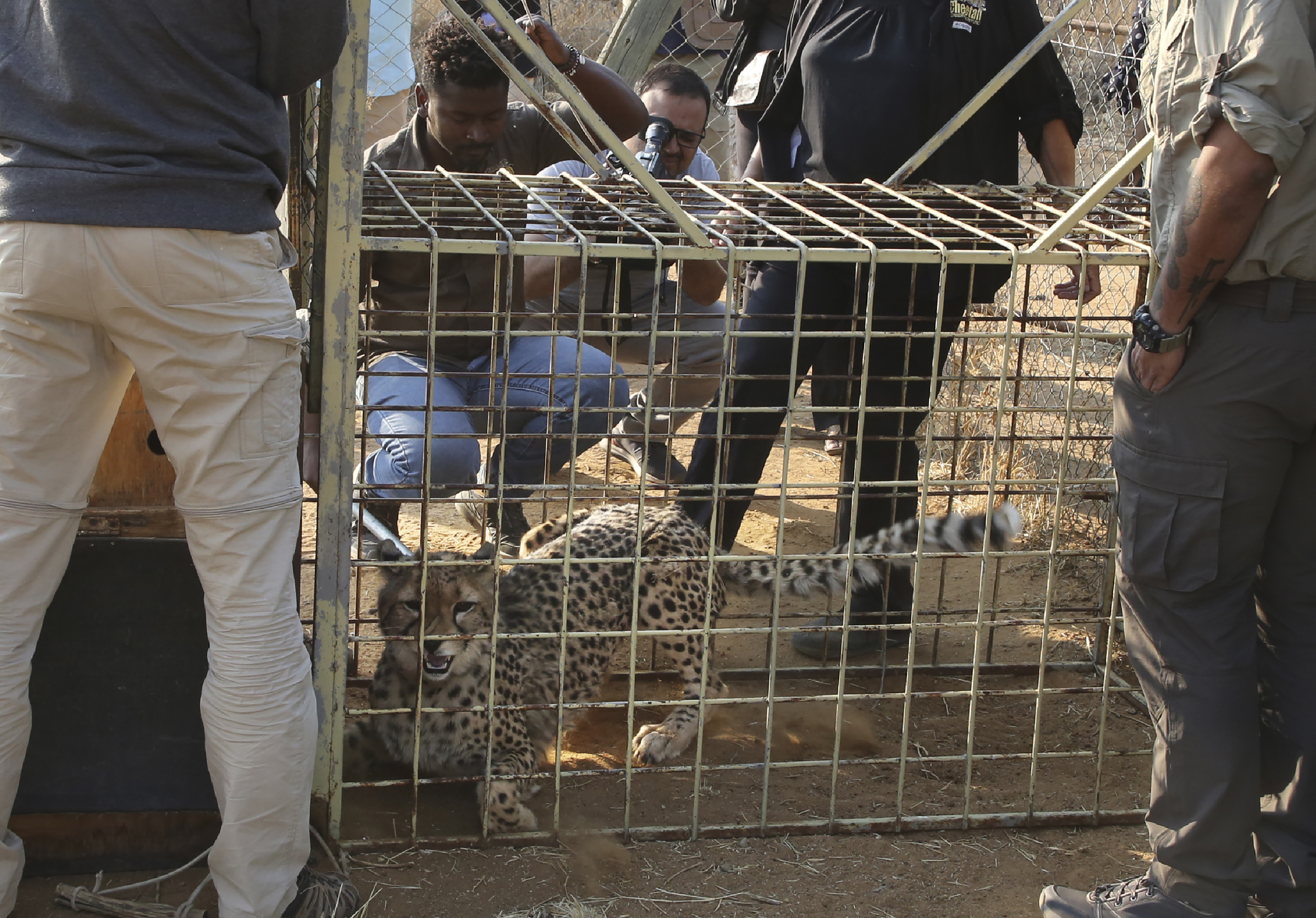 Uno de los guepardos, camino del avión, este viernes en Namibia.