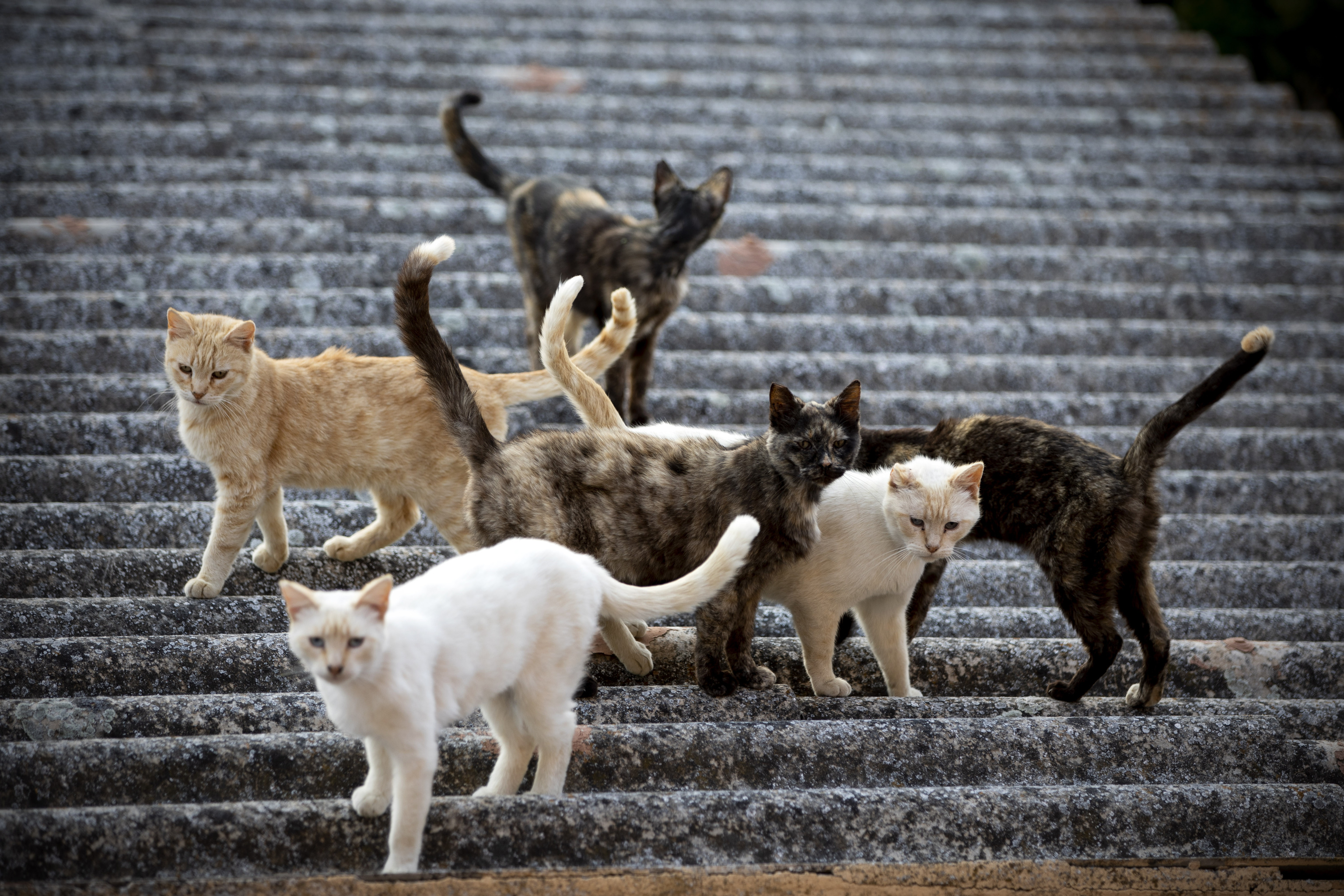 Un grupo de gatos callejeros en unas escaleras.