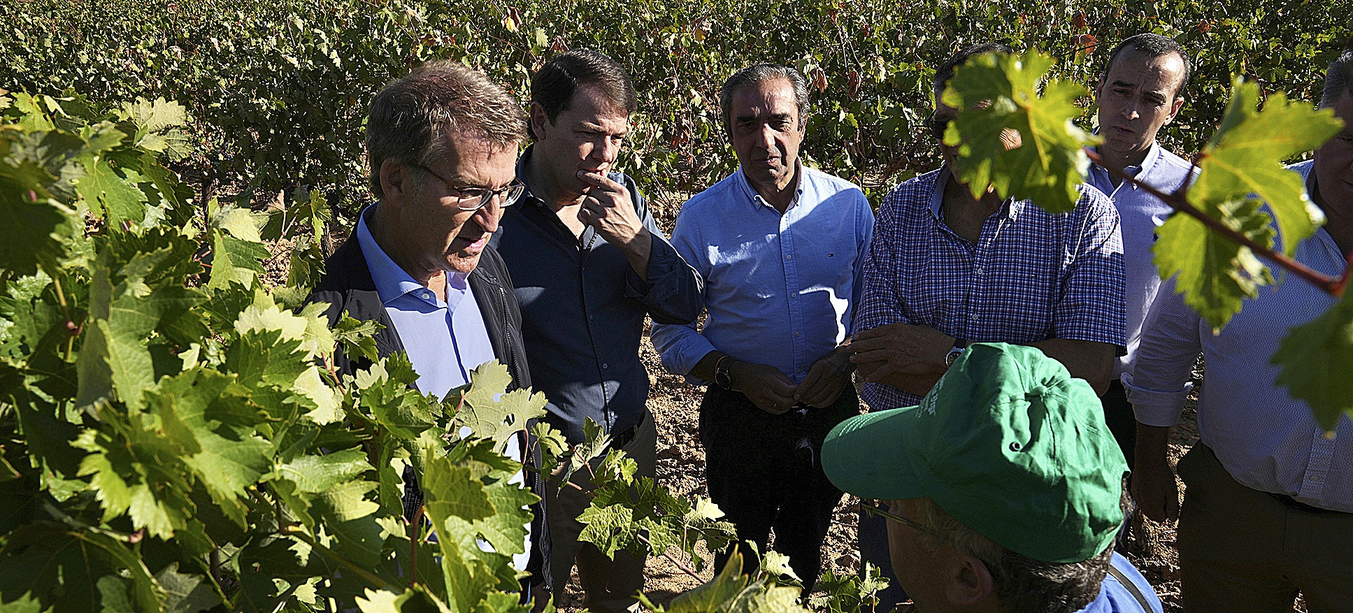 Alberto Núñez Feijóo visita un viñedo en la Ribera del Duero.