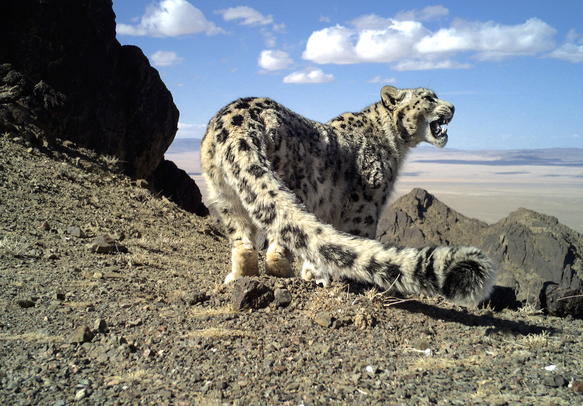 El leopardo de las nieves, especie que habita en e las montaas de Asia