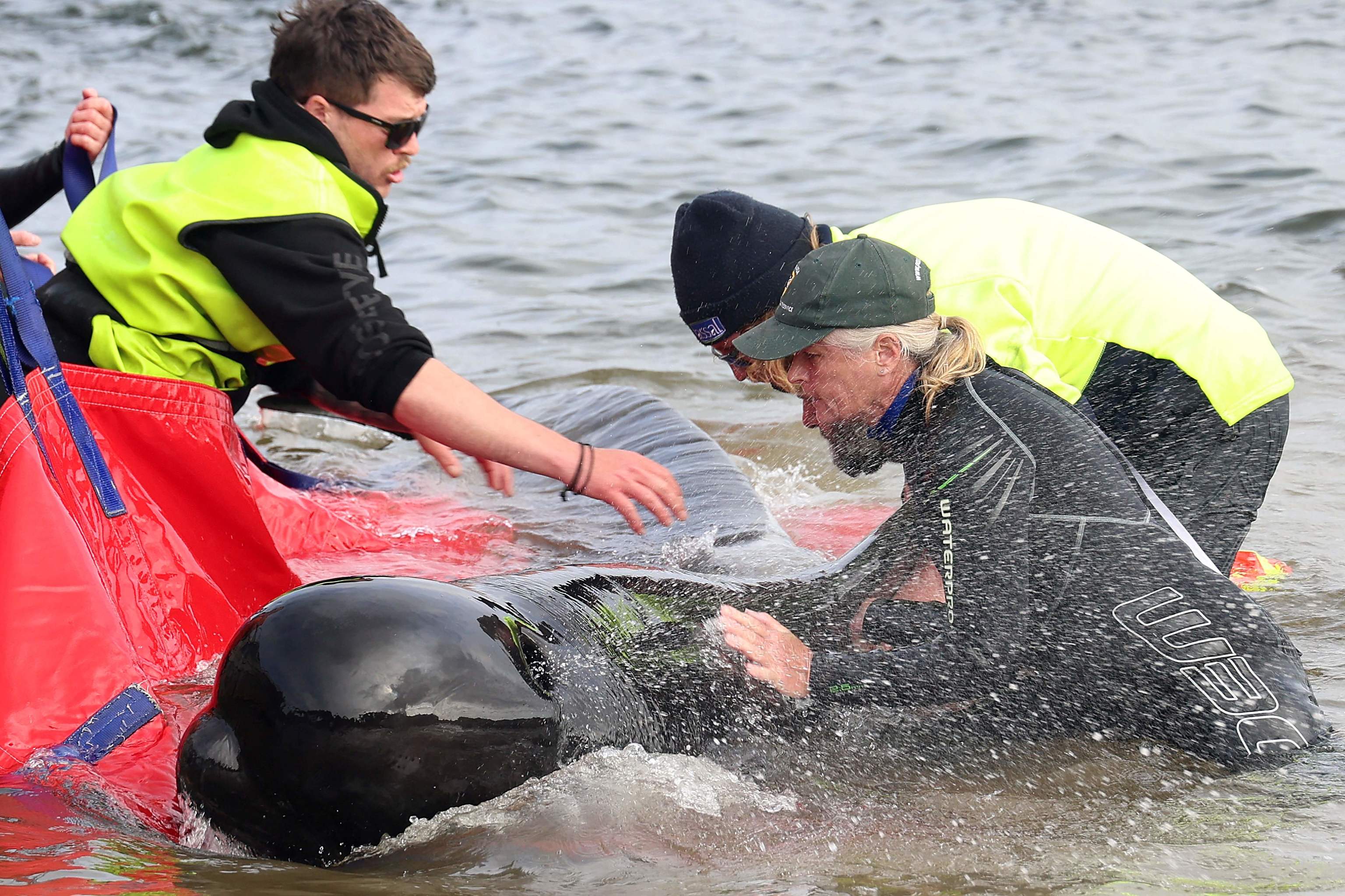 Una ballena es rescatada hoy en Tasmania.