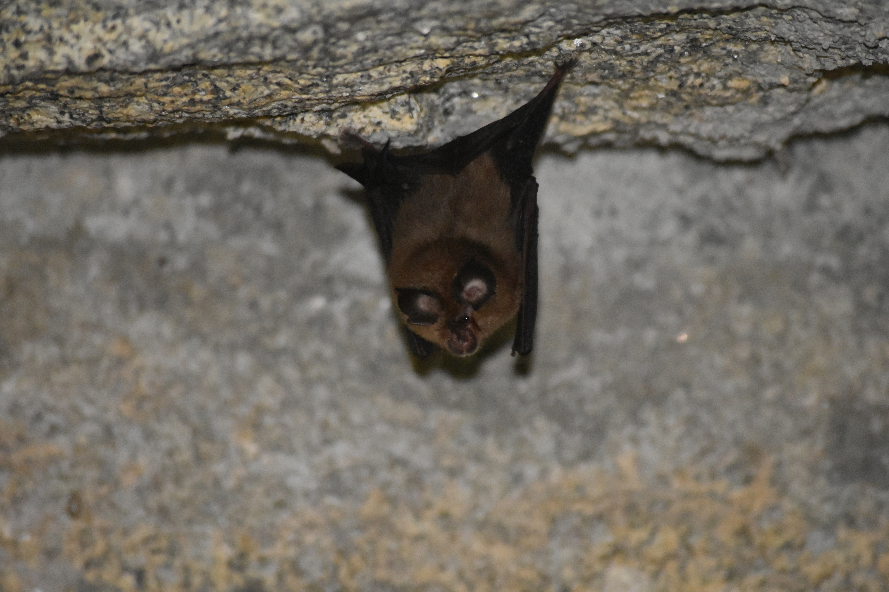 Ejemplar de murciélago de herradura, la especie en la que se ha identificado el nuevo coronavirus.