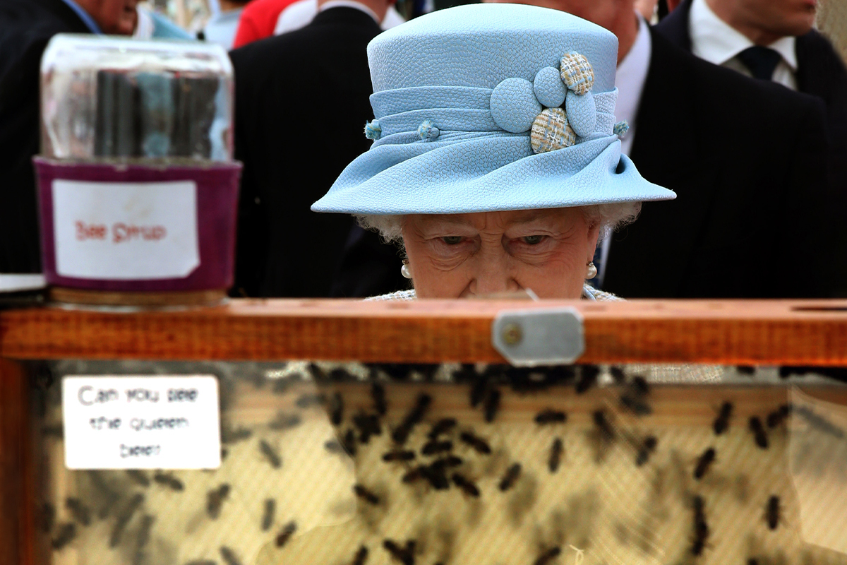 Las abejas de palacio se han quedado sin Reina... y lo saben