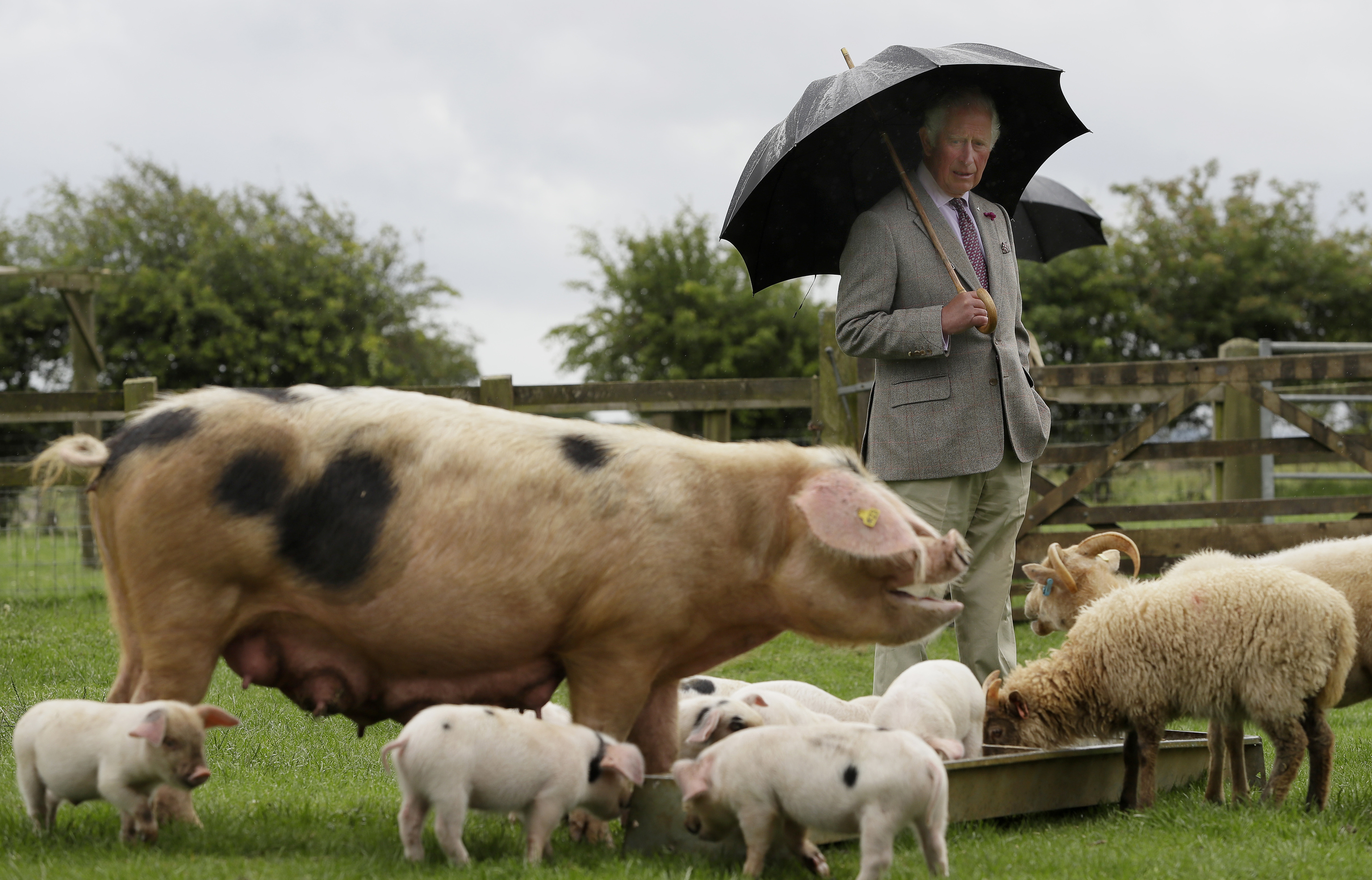 En entonces Príncipe Carlos, en una granja de cerdos en Gloucestershire Old Spot, en julio de 2020.