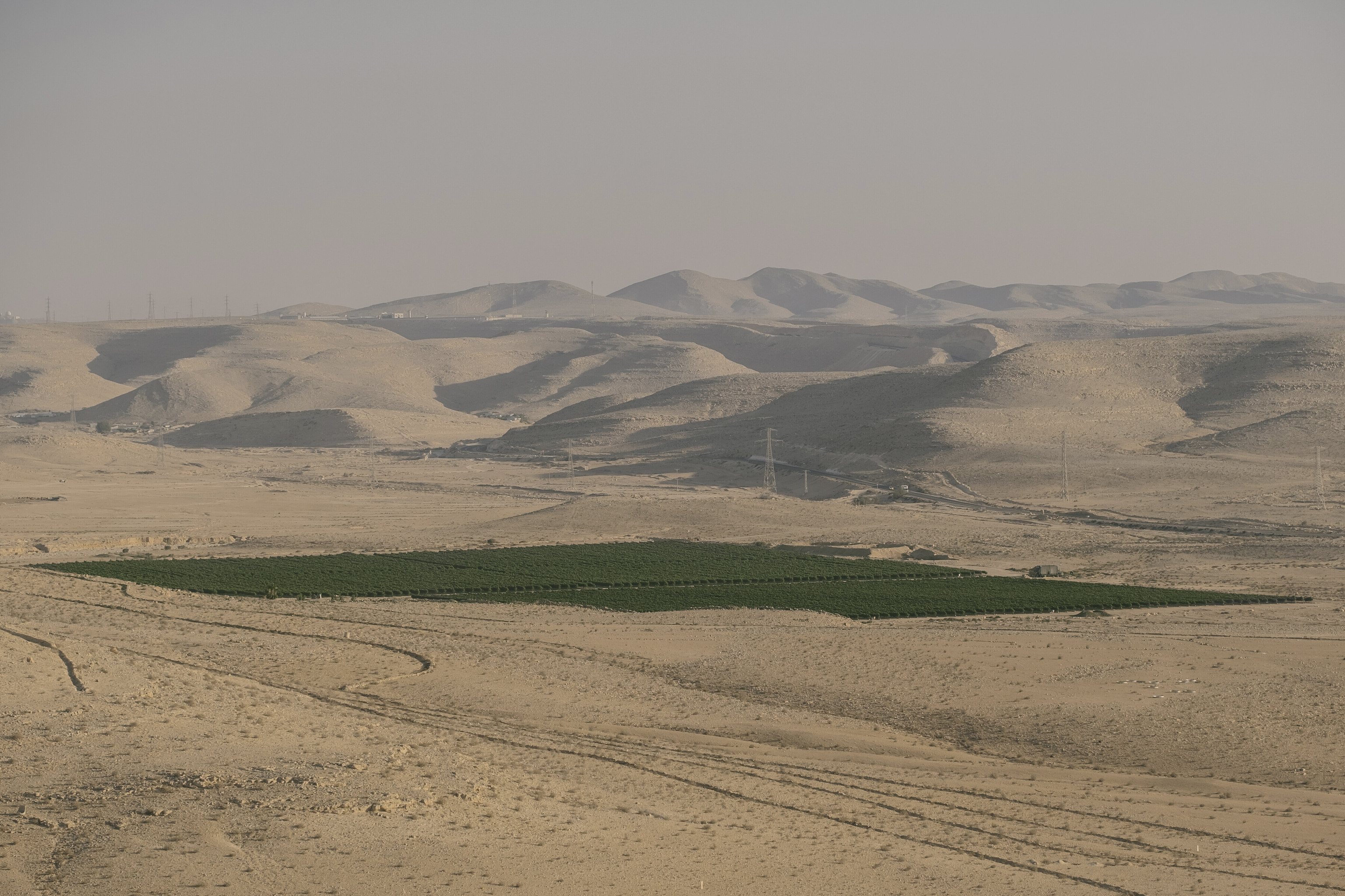 Imagen de un viñedo productivo en pleno desierto del Neguev (Israel), cultivado gracias a la I+D  desarrollada en el país hebreo.