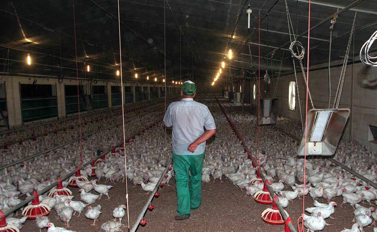 Aspecto de una granja avcola con miles de gallinas.